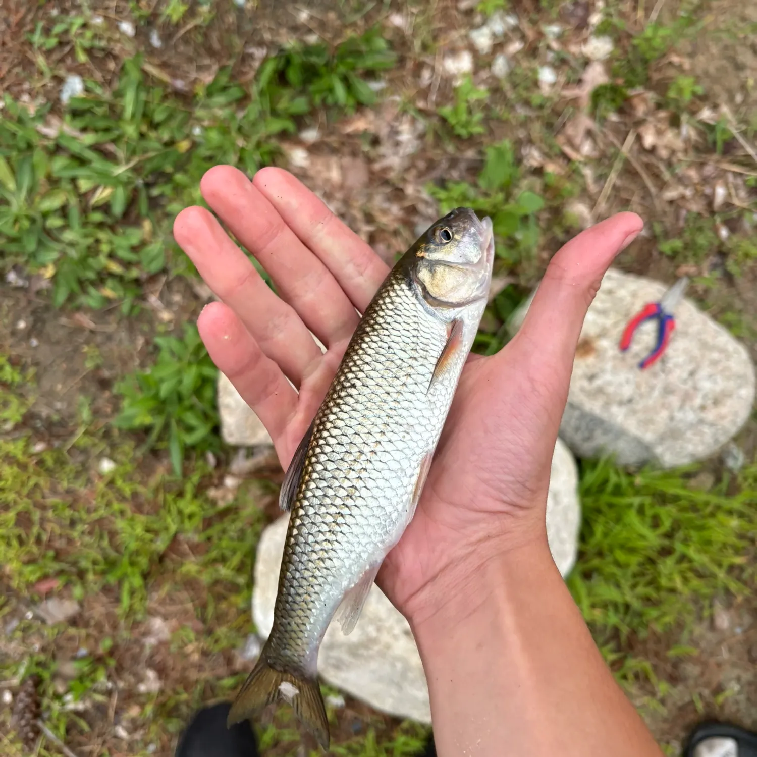 The most recent Fallfish catches on Fishbrain