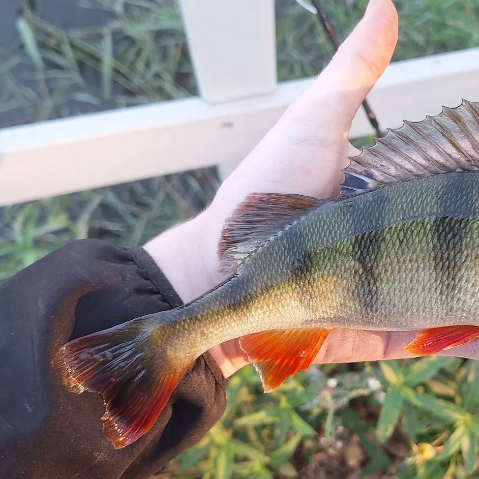 European perch caught on Fishbrain