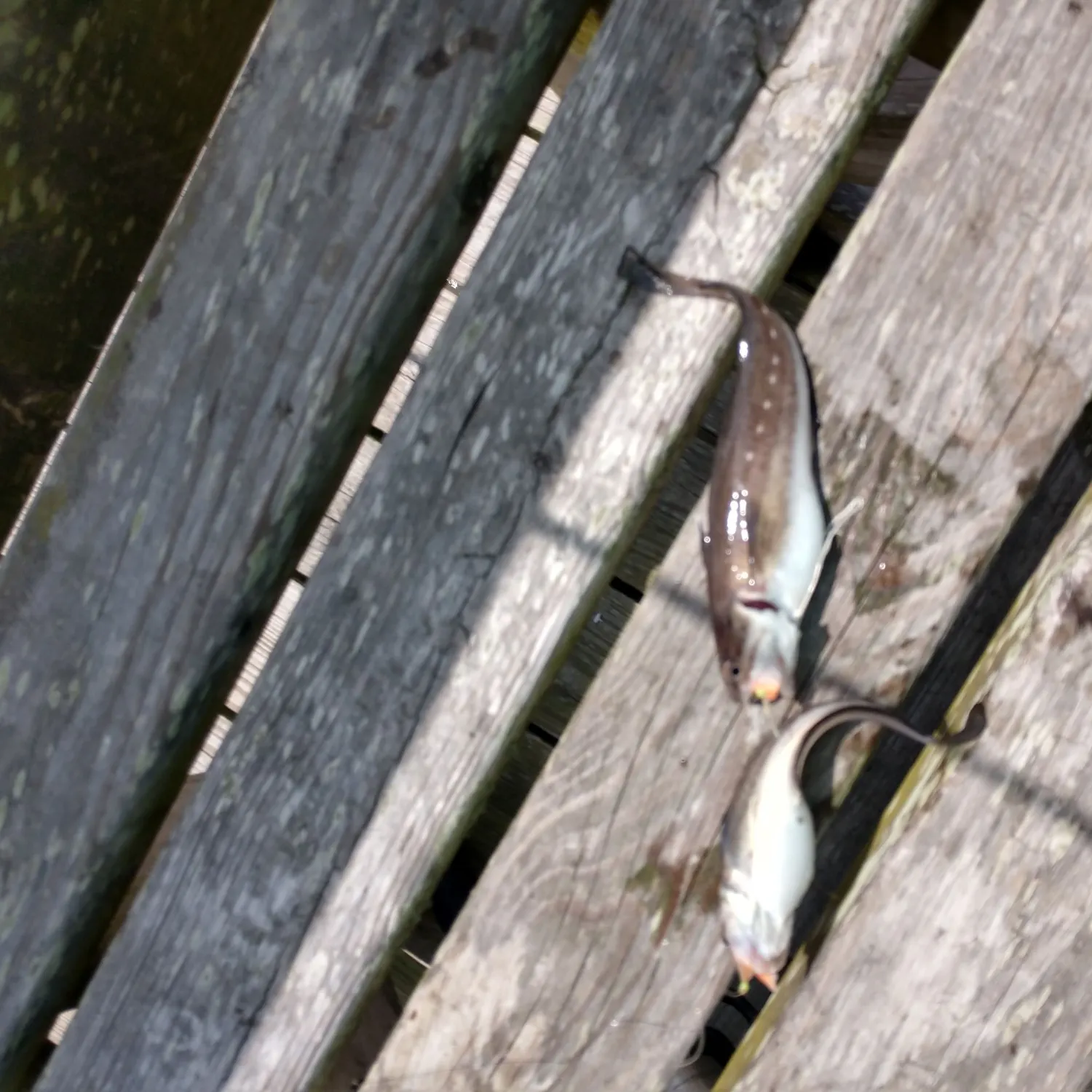 angler catch