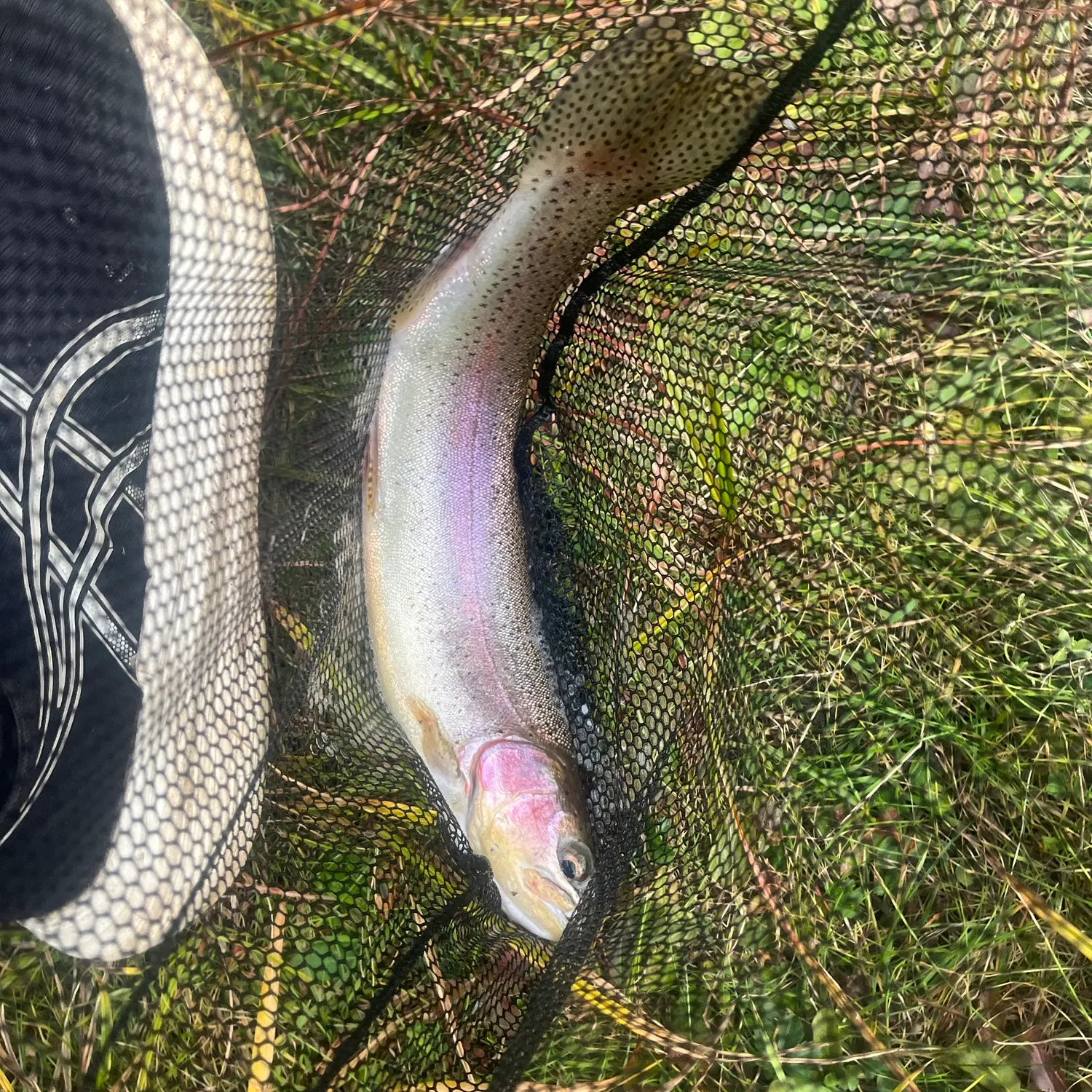 Rainbow trout caught on Fishbrain
