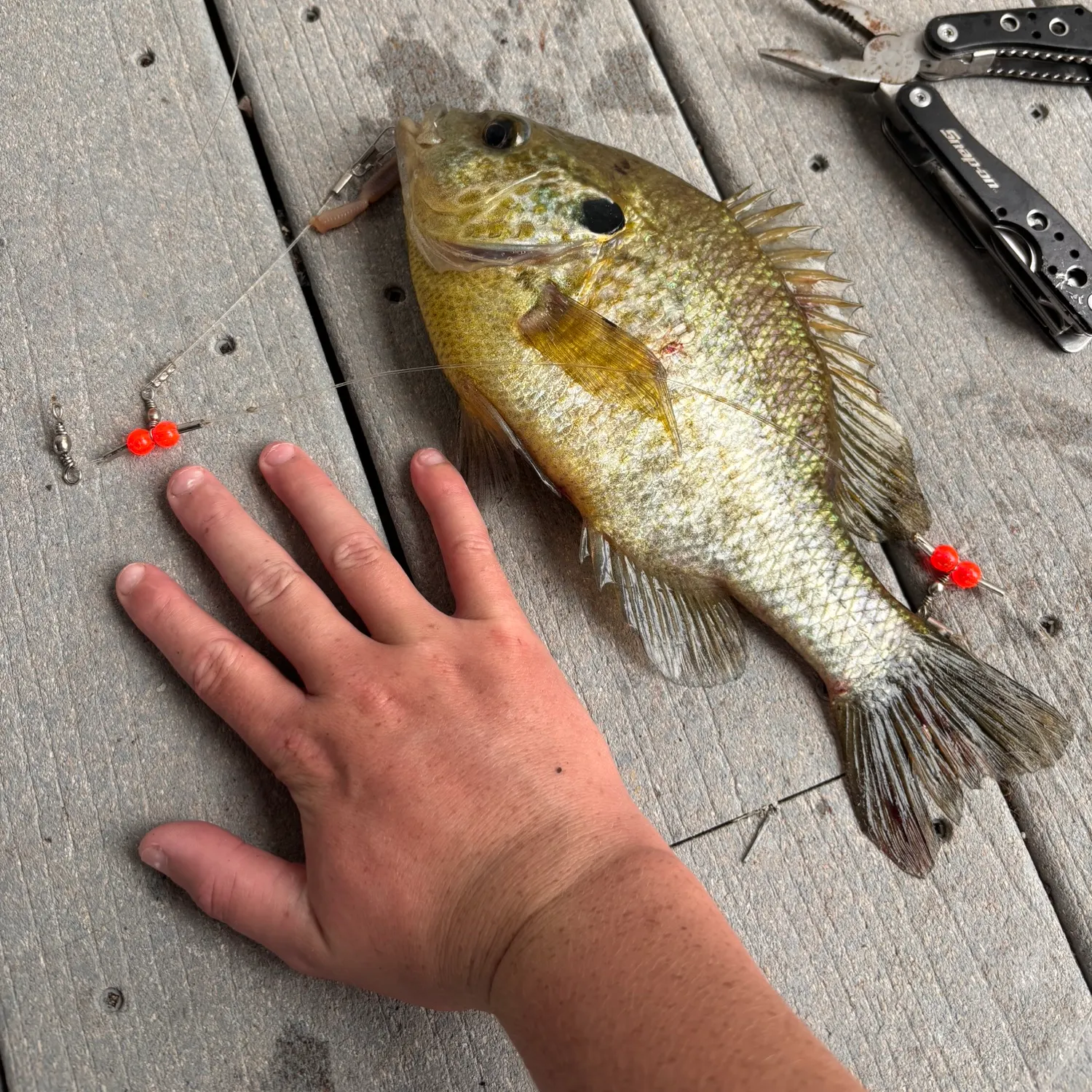 recently logged catches