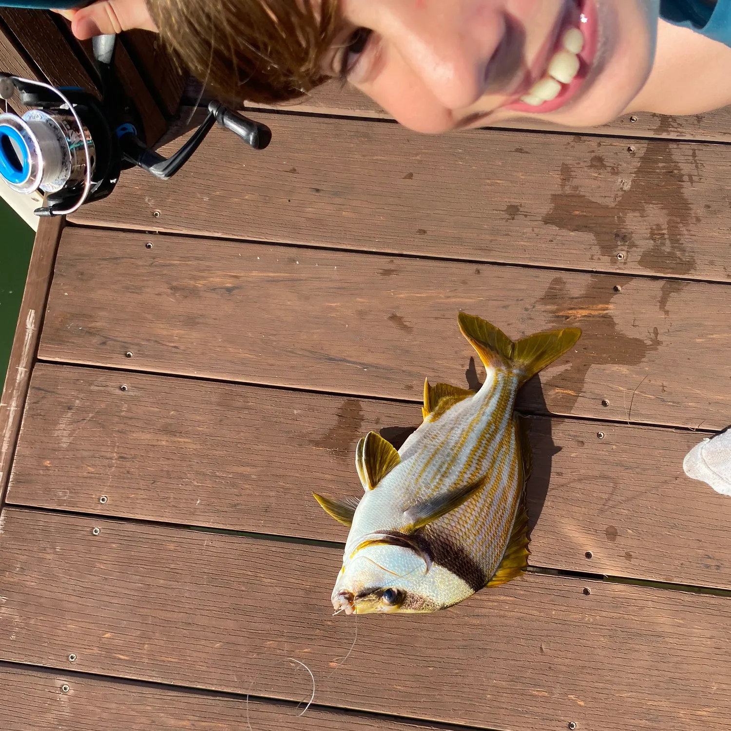 The most recent Atlantic porkfish catches on Fishbrain
