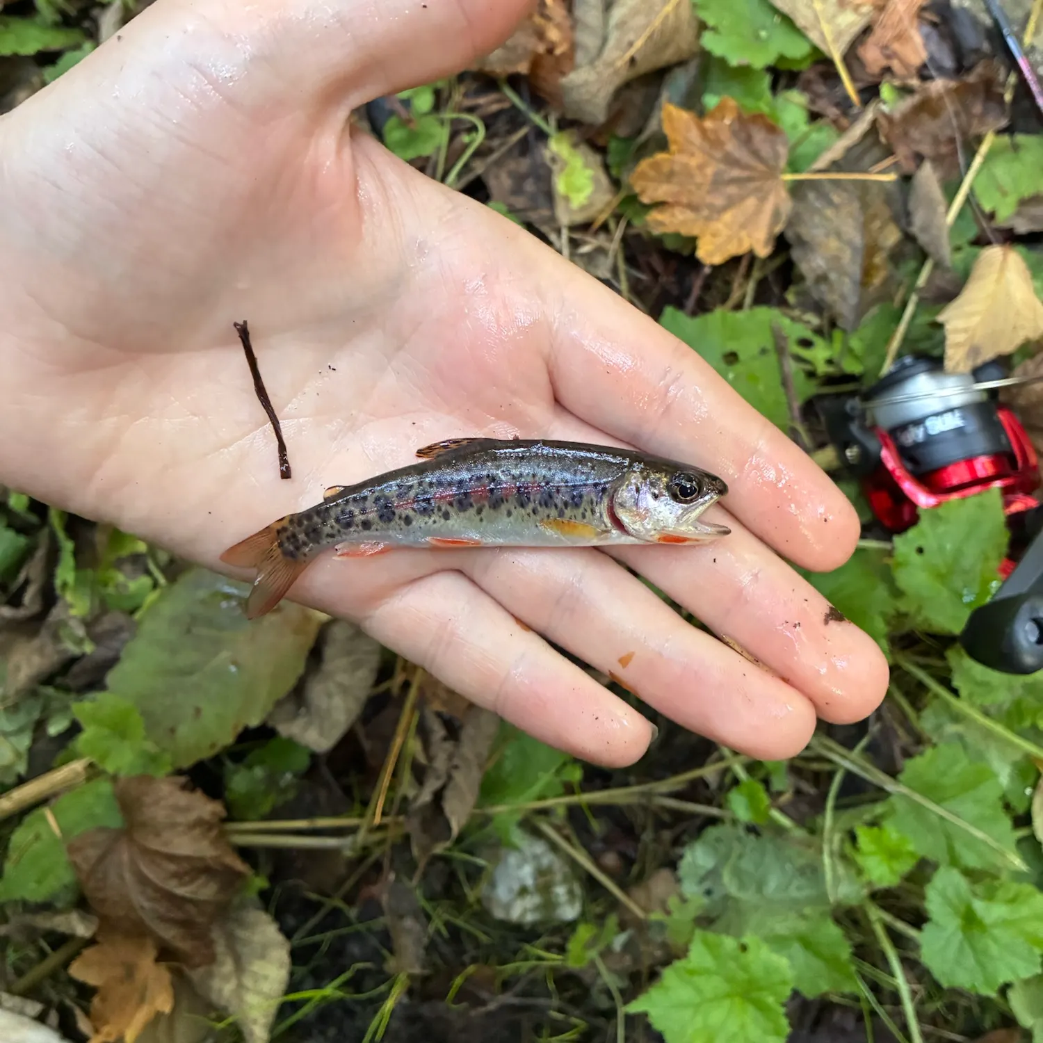 Coastal cutthroat trout caught on Fishbrain