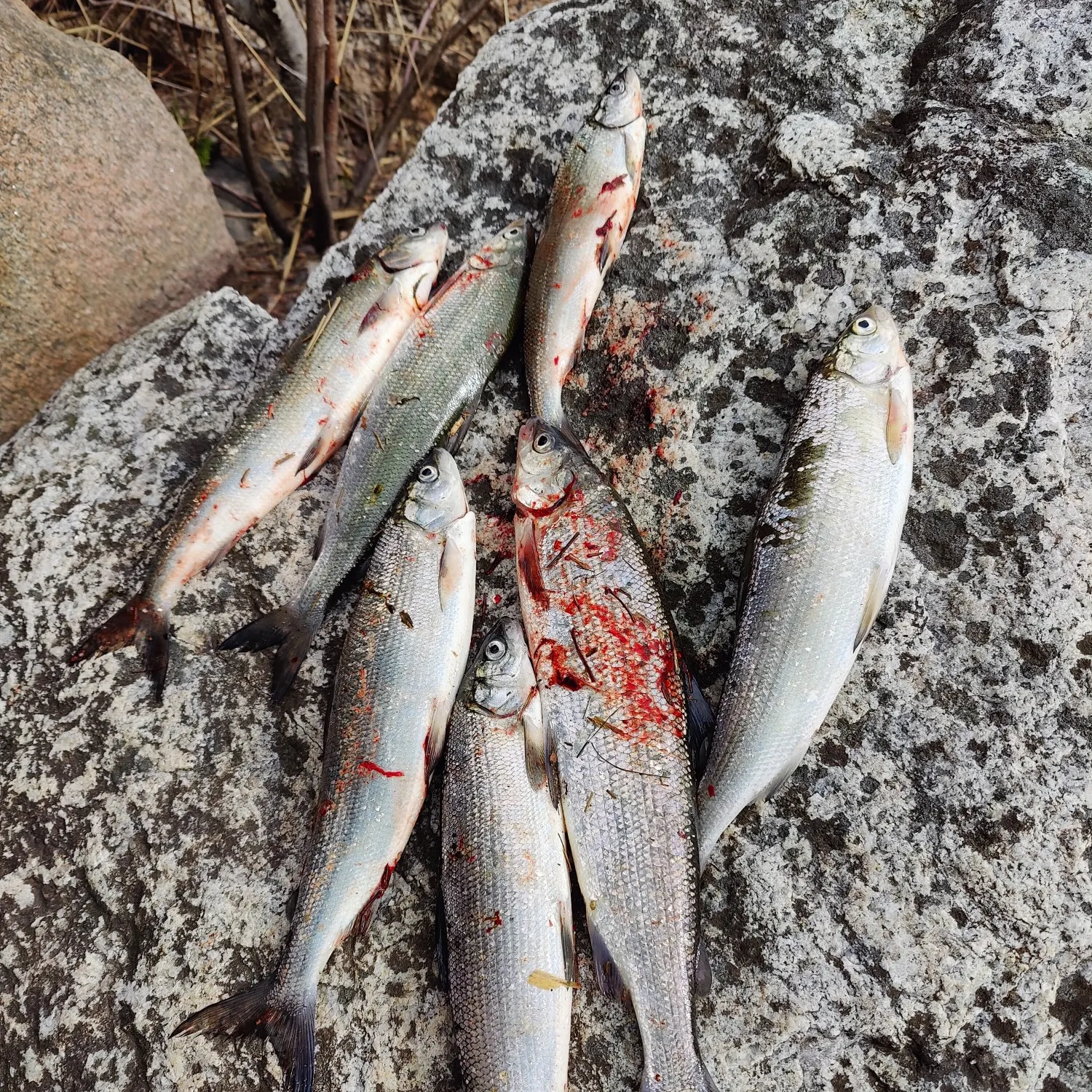 recently logged catches