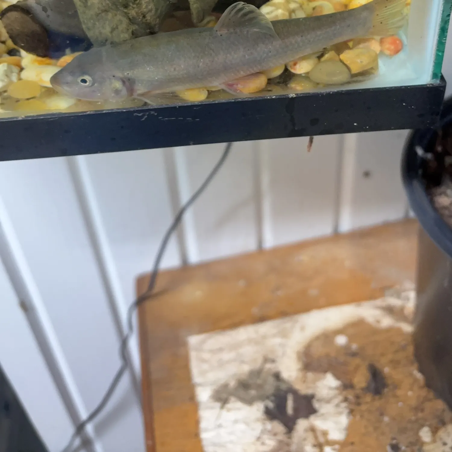 The most recent Dark chub catches on Fishbrain