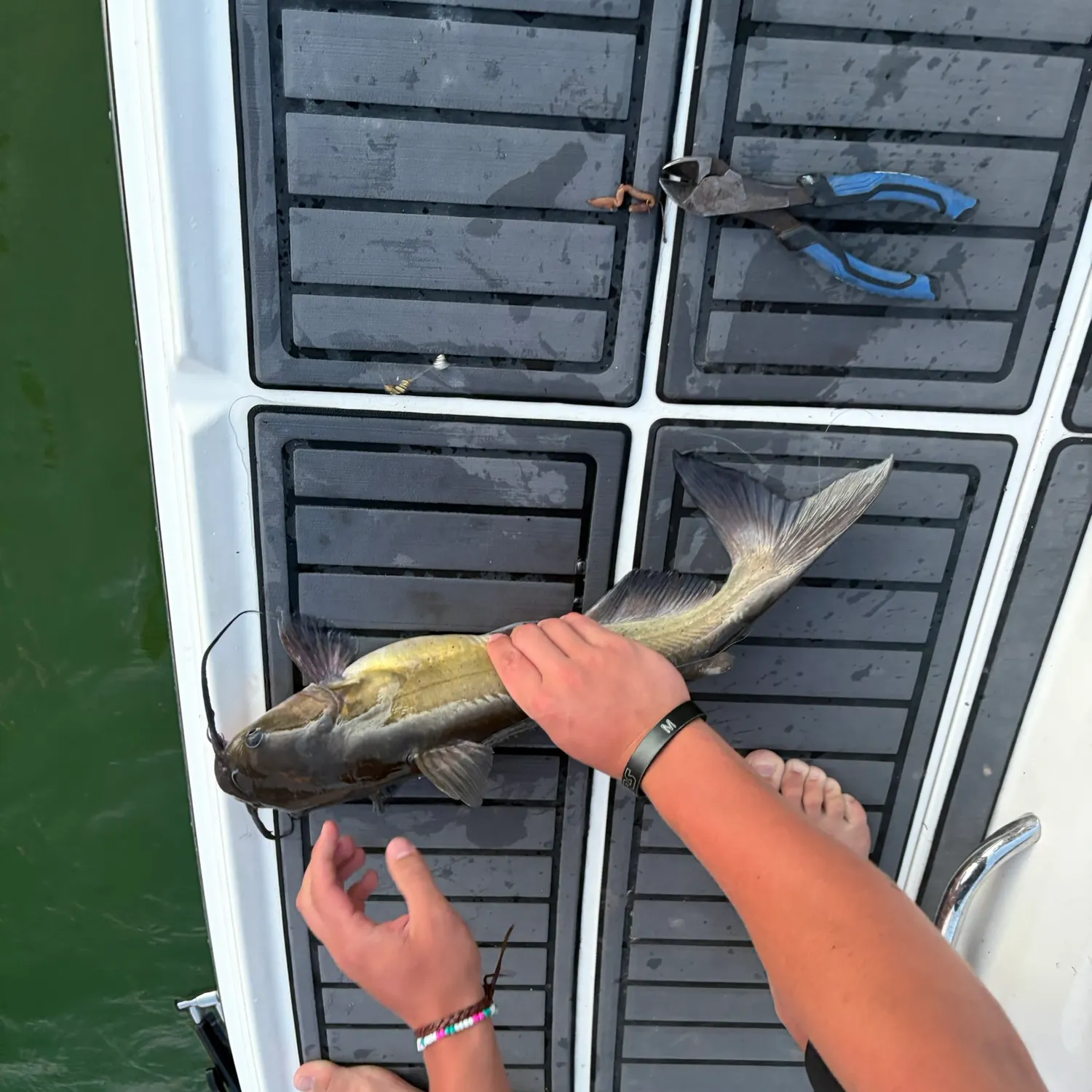 recently logged catches