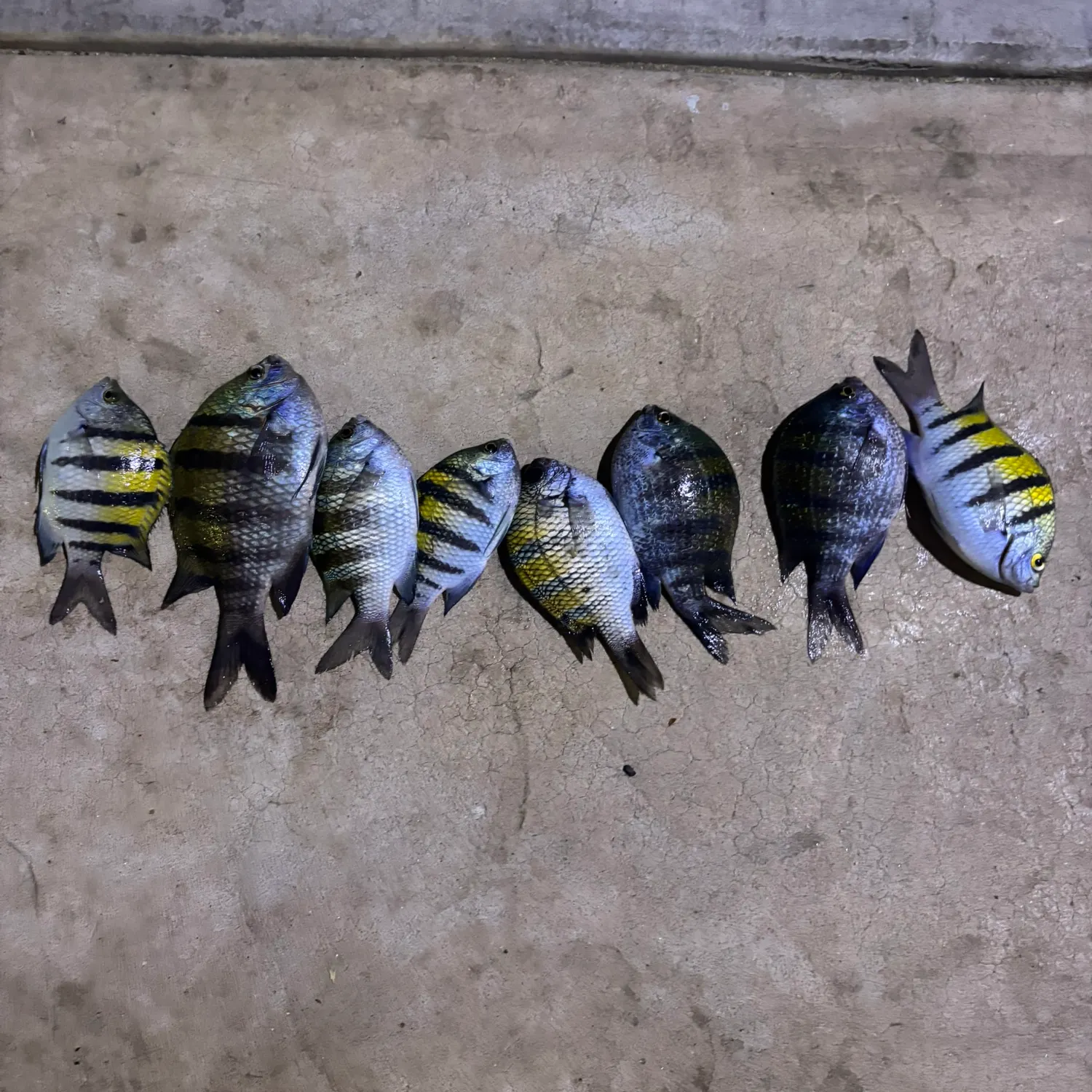 The most recent Staghorn damselfish catches on Fishbrain