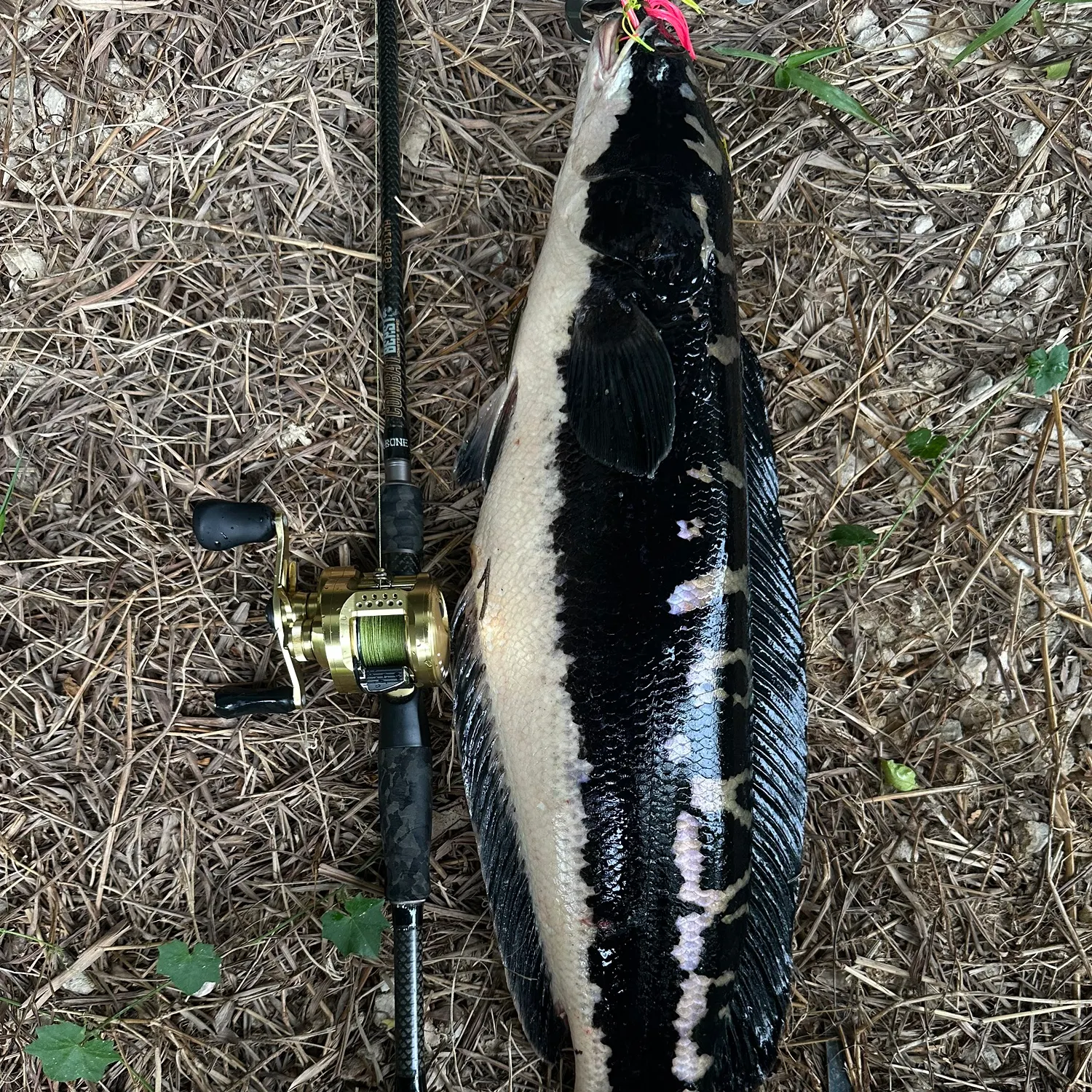 The most recent Indonesian snakehead catches on Fishbrain