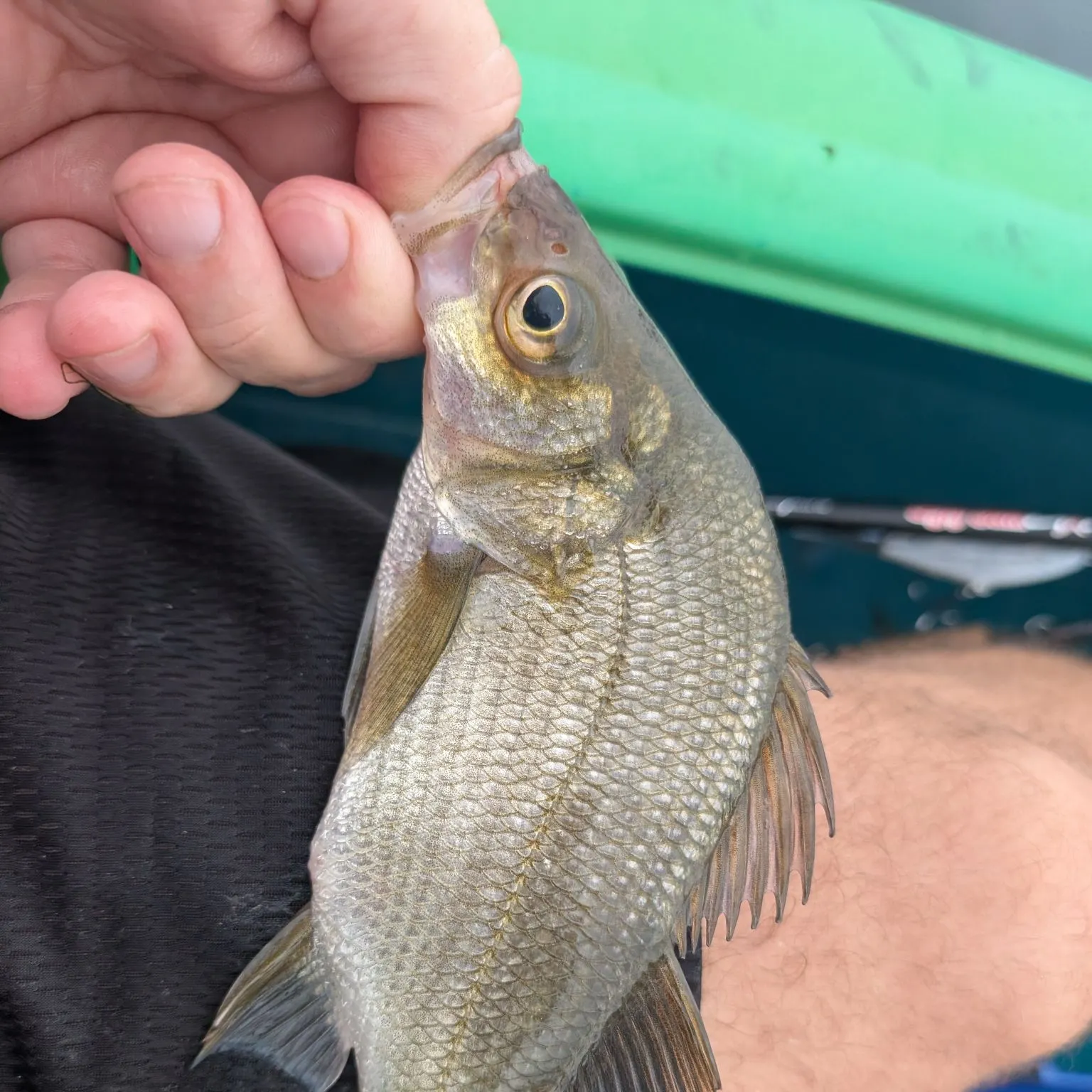 White perch caught on Fishbrain