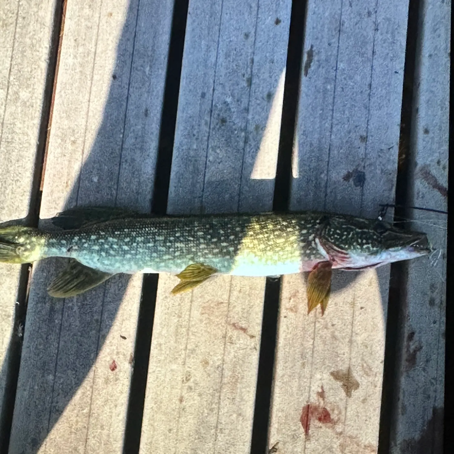 Northern pike caught on Fishbrain