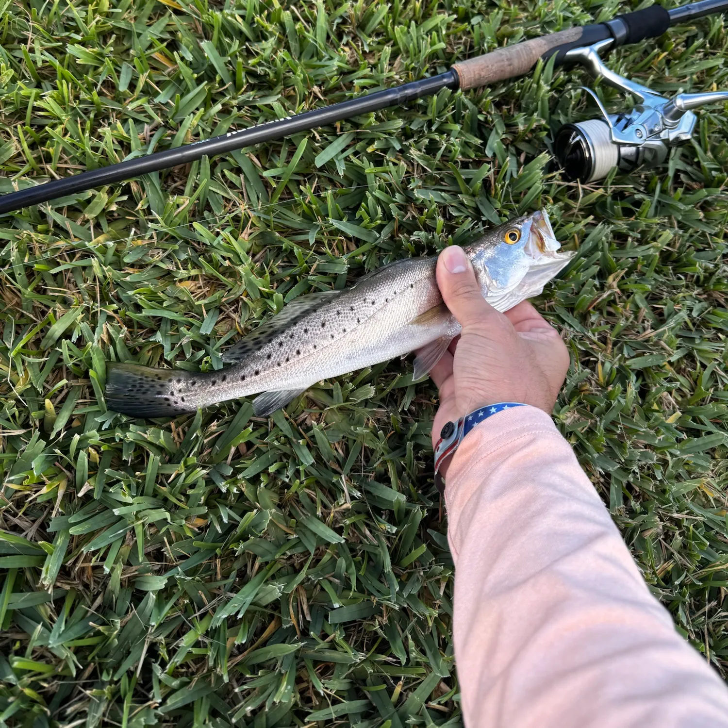 Spotted seatrout caught on Fishbrain