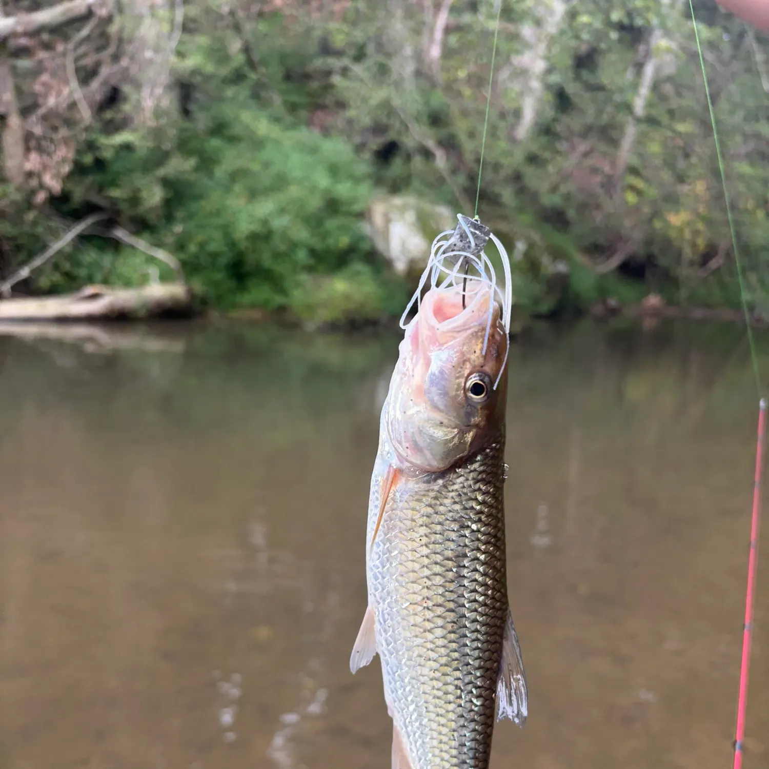Fallfish caught on Fishbrain