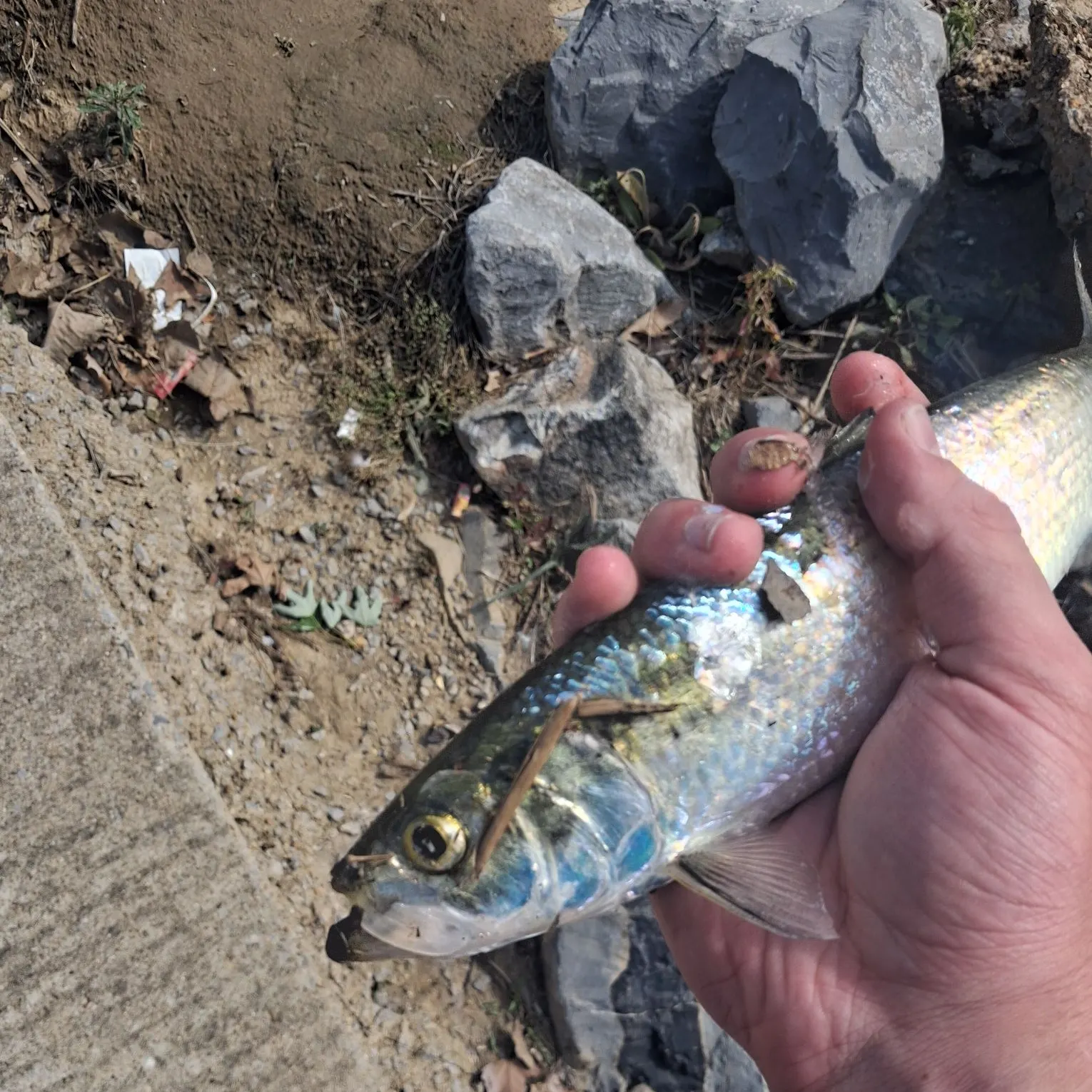 The most recent American gizzard shad catches on Fishbrain