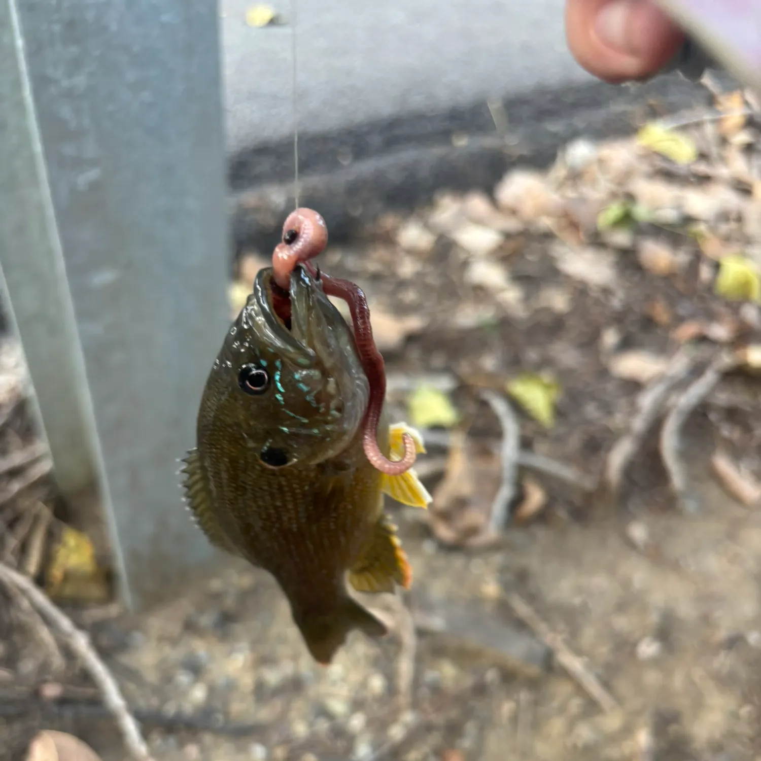 Green sunfish caught on Fishbrain