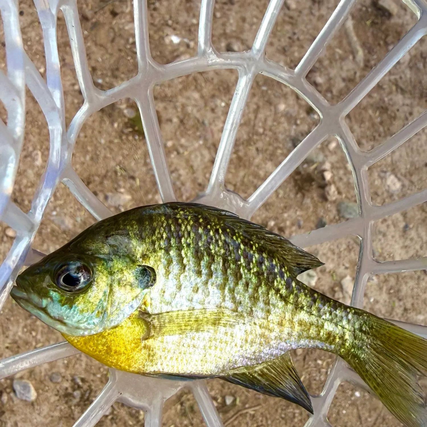 Bluegill caught on Fishbrain