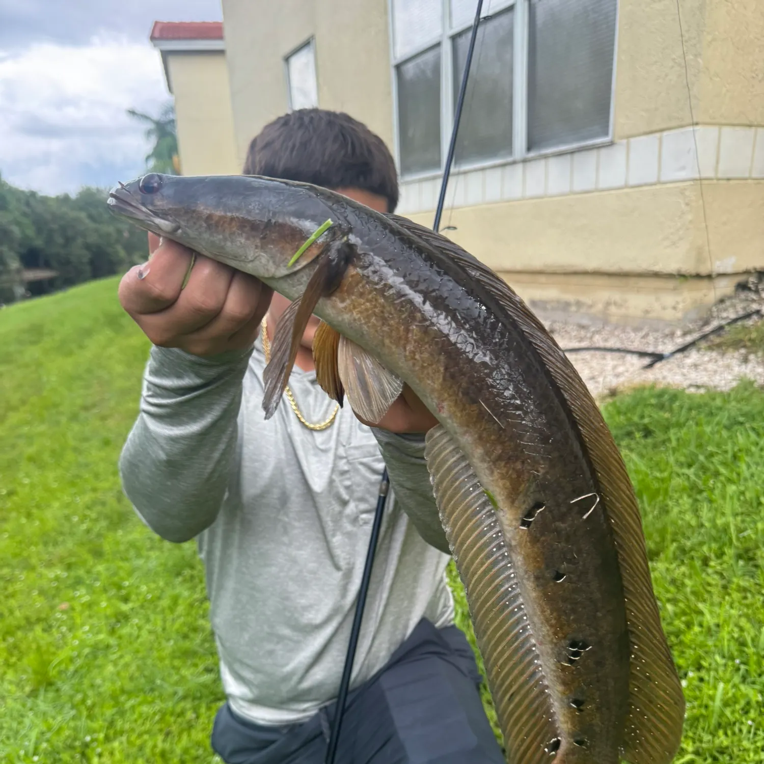 The most recent Bullseye snakehead catches on Fishbrain