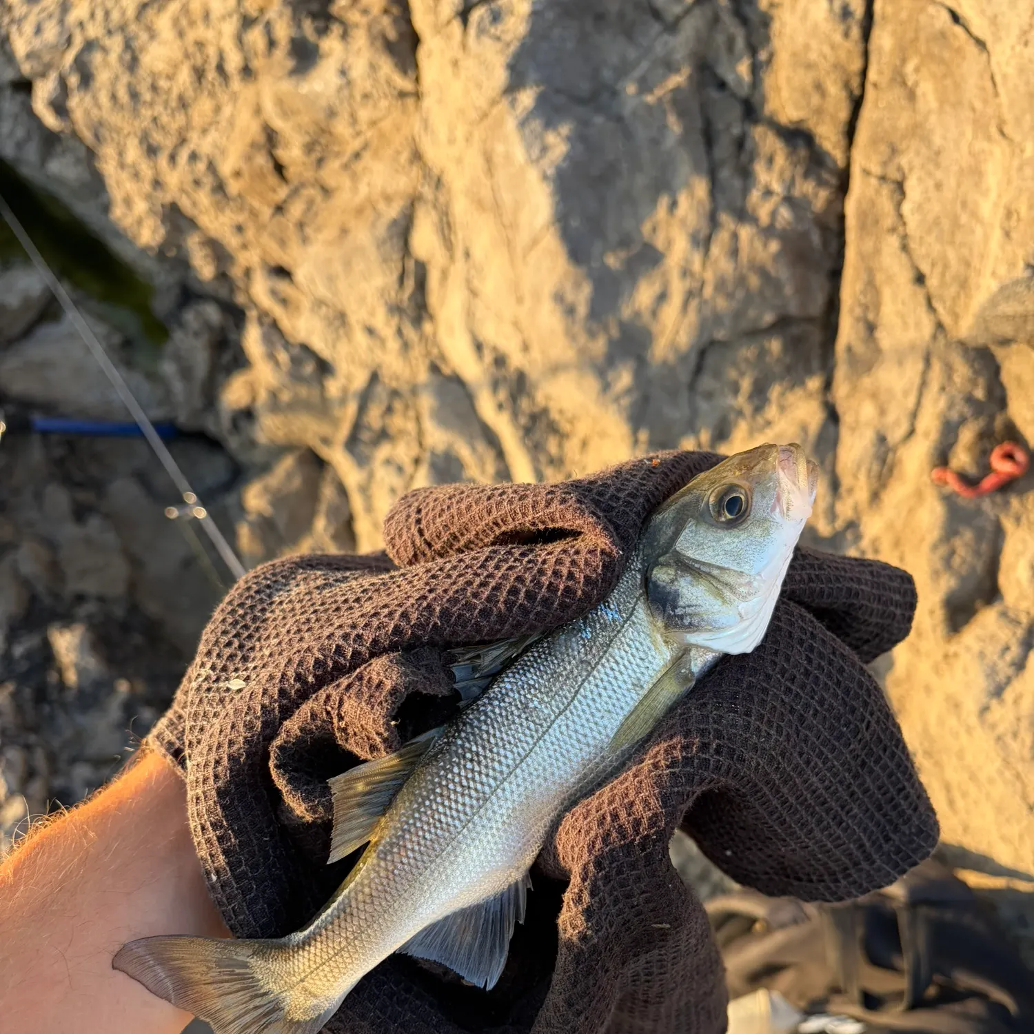 The most recent European seabass catches on Fishbrain