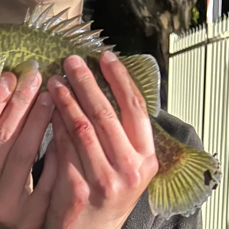 The most recent Murray cod catches on Fishbrain