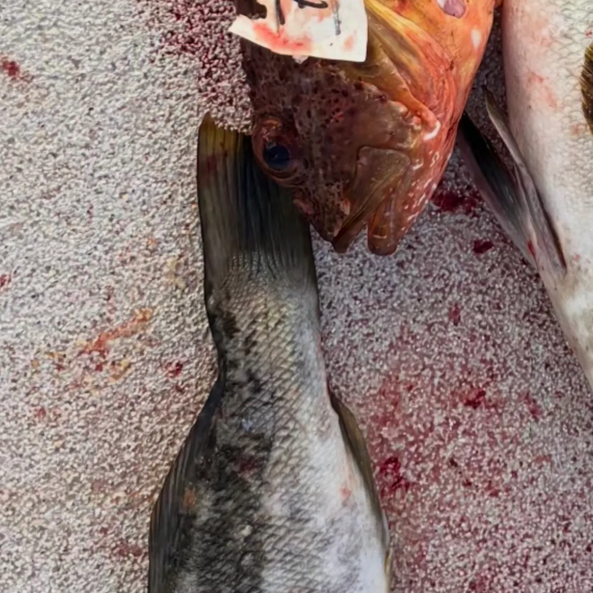 Kelp bass caught on Fishbrain