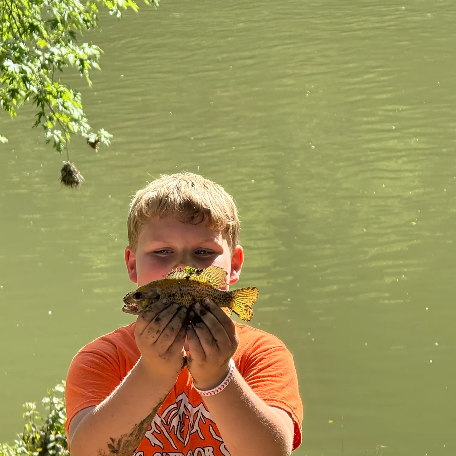 Rock bass caught on Fishbrain