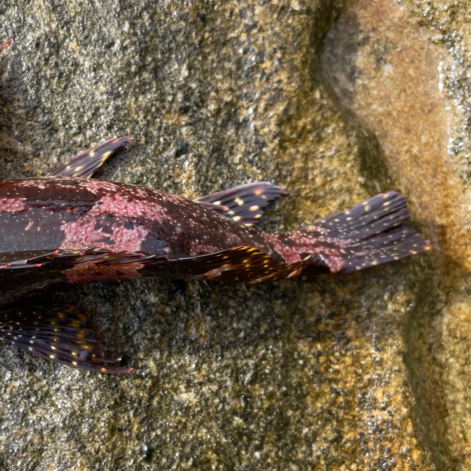 The most recent Eastern kelpfish catches on Fishbrain