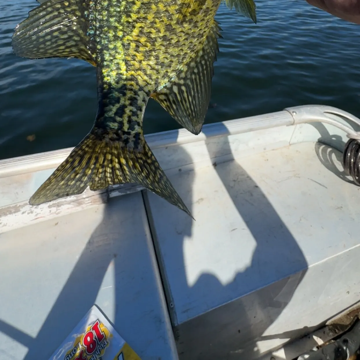 The most recent Black crappie catches on Fishbrain