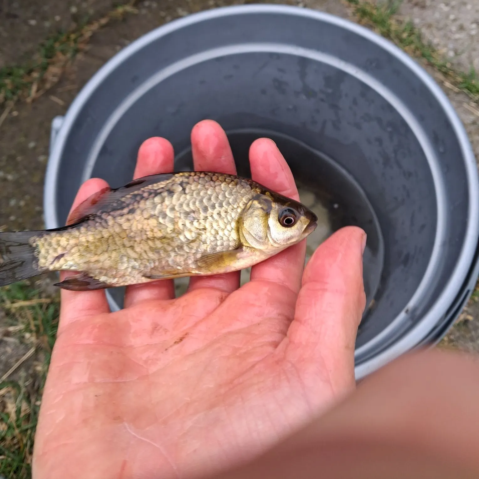 The most recent Crucian carp catches on Fishbrain