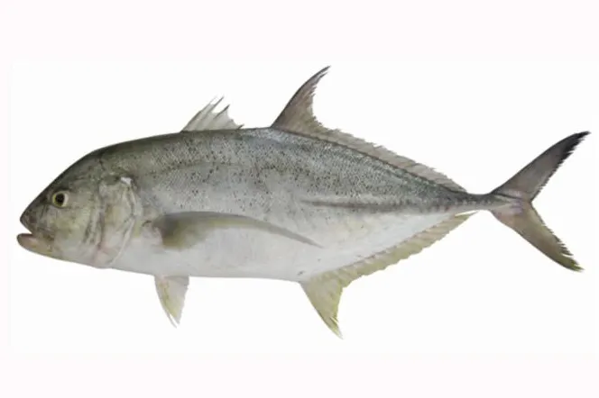 Brassy trevally