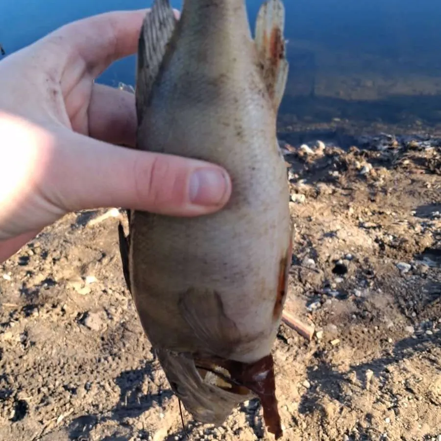 Fish caught on Fishbrain