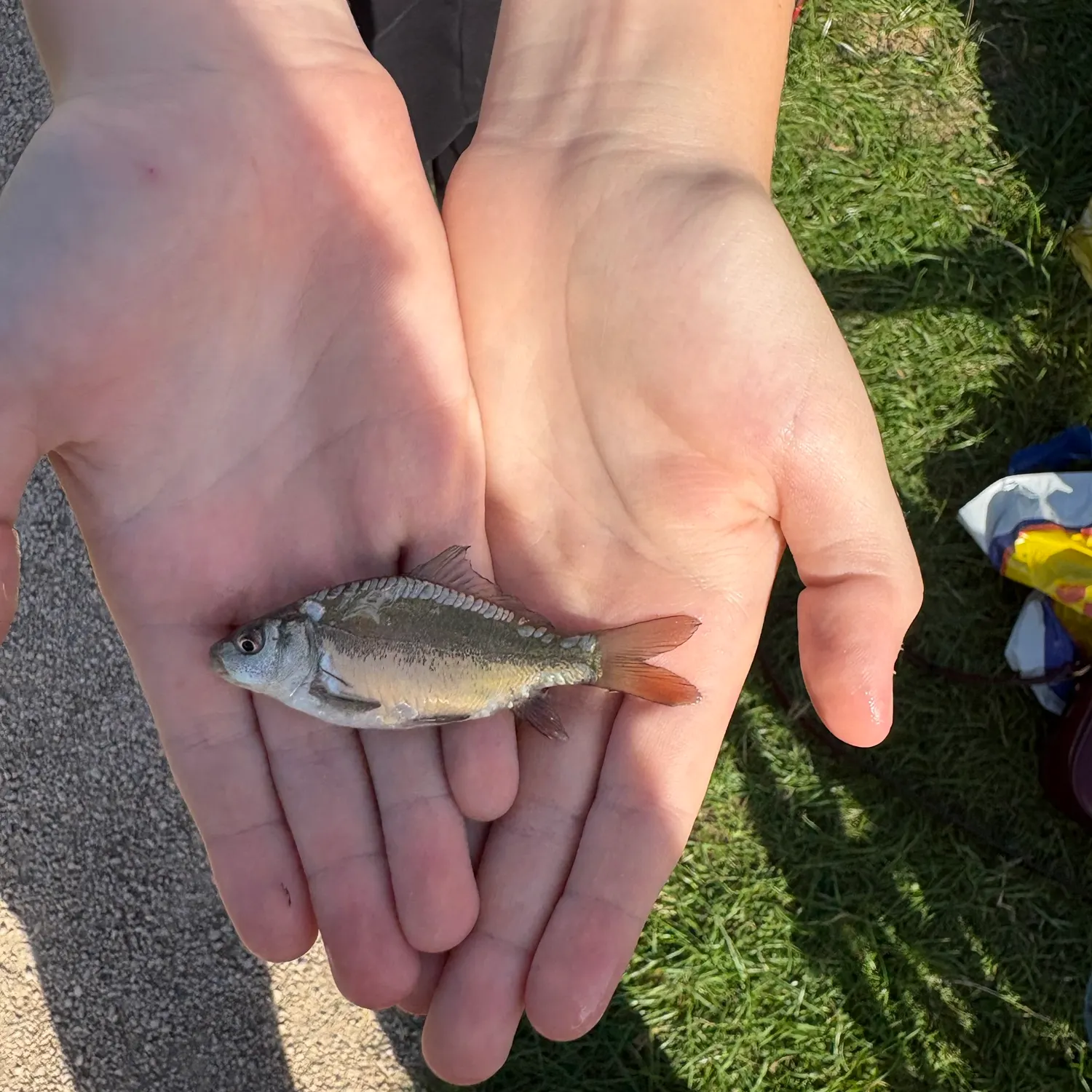 Mirror carp caught on Fishbrain