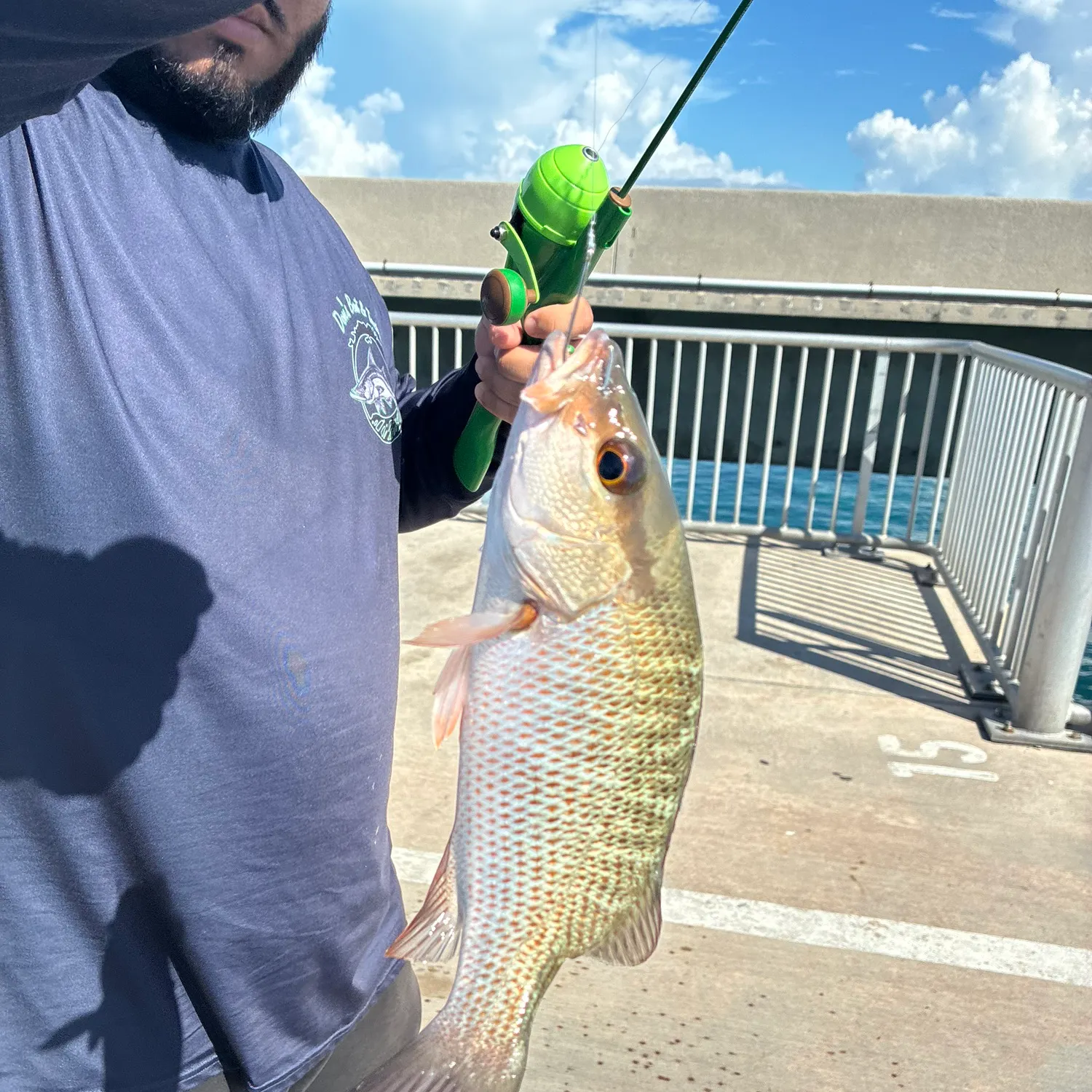 Mangrove snapper caught on Fishbrain
