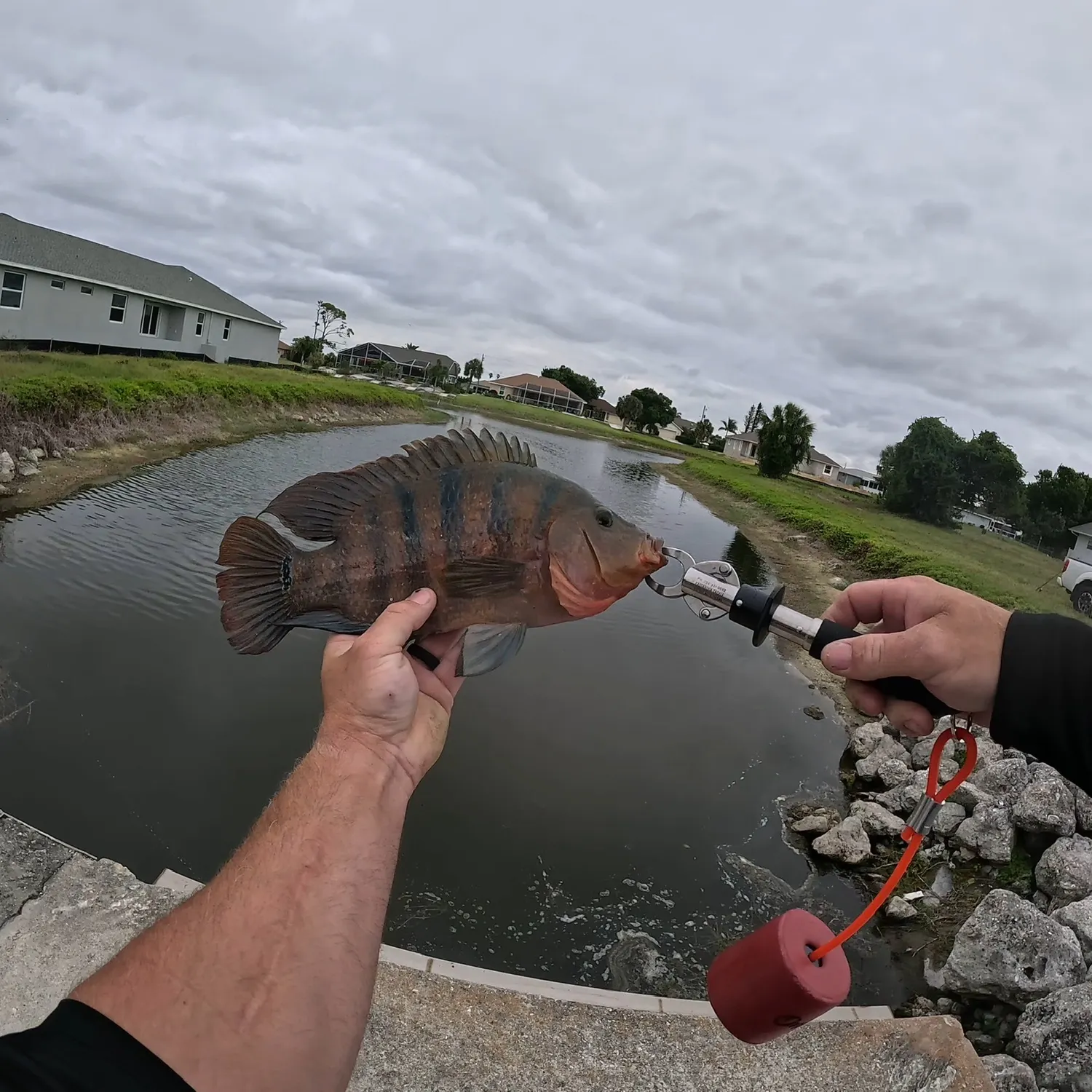The most recent Mayan cichlid catches on Fishbrain