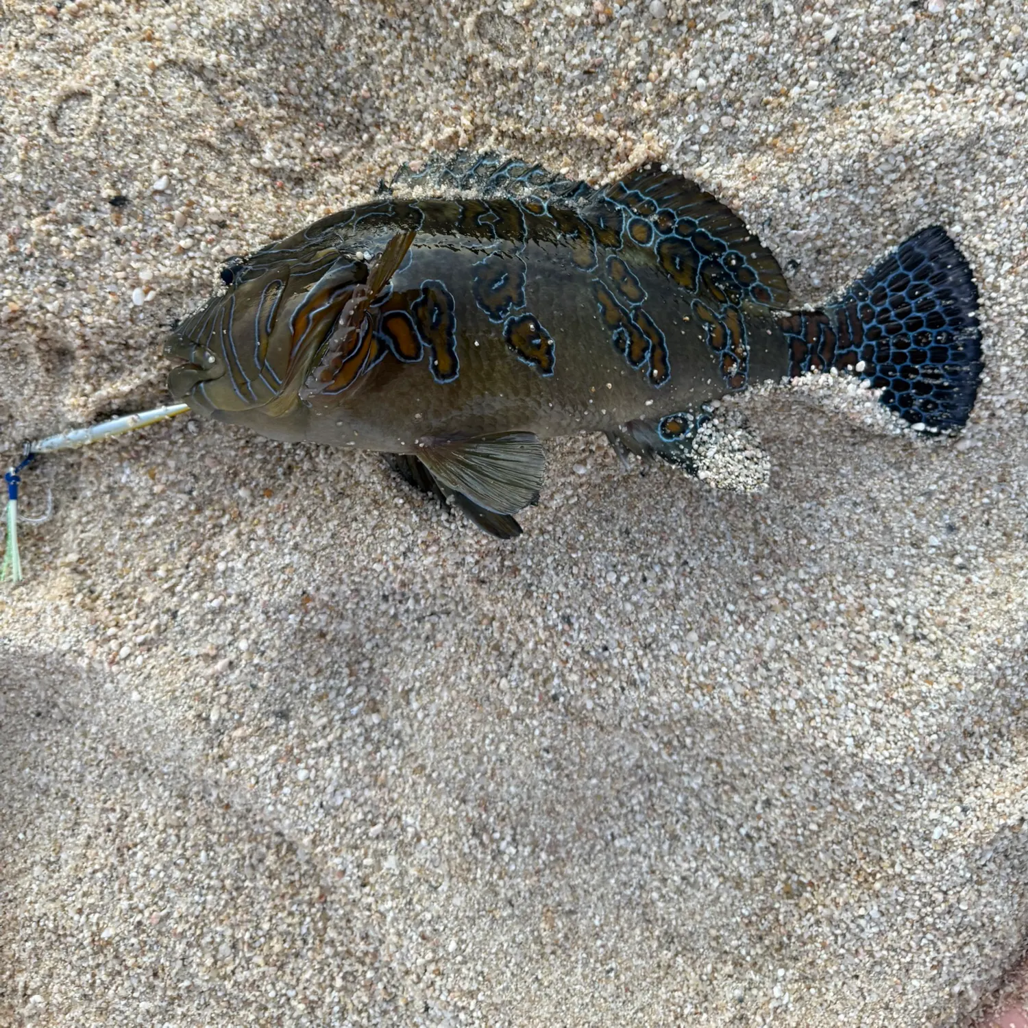 The most recent Giant hawkfish catches on Fishbrain