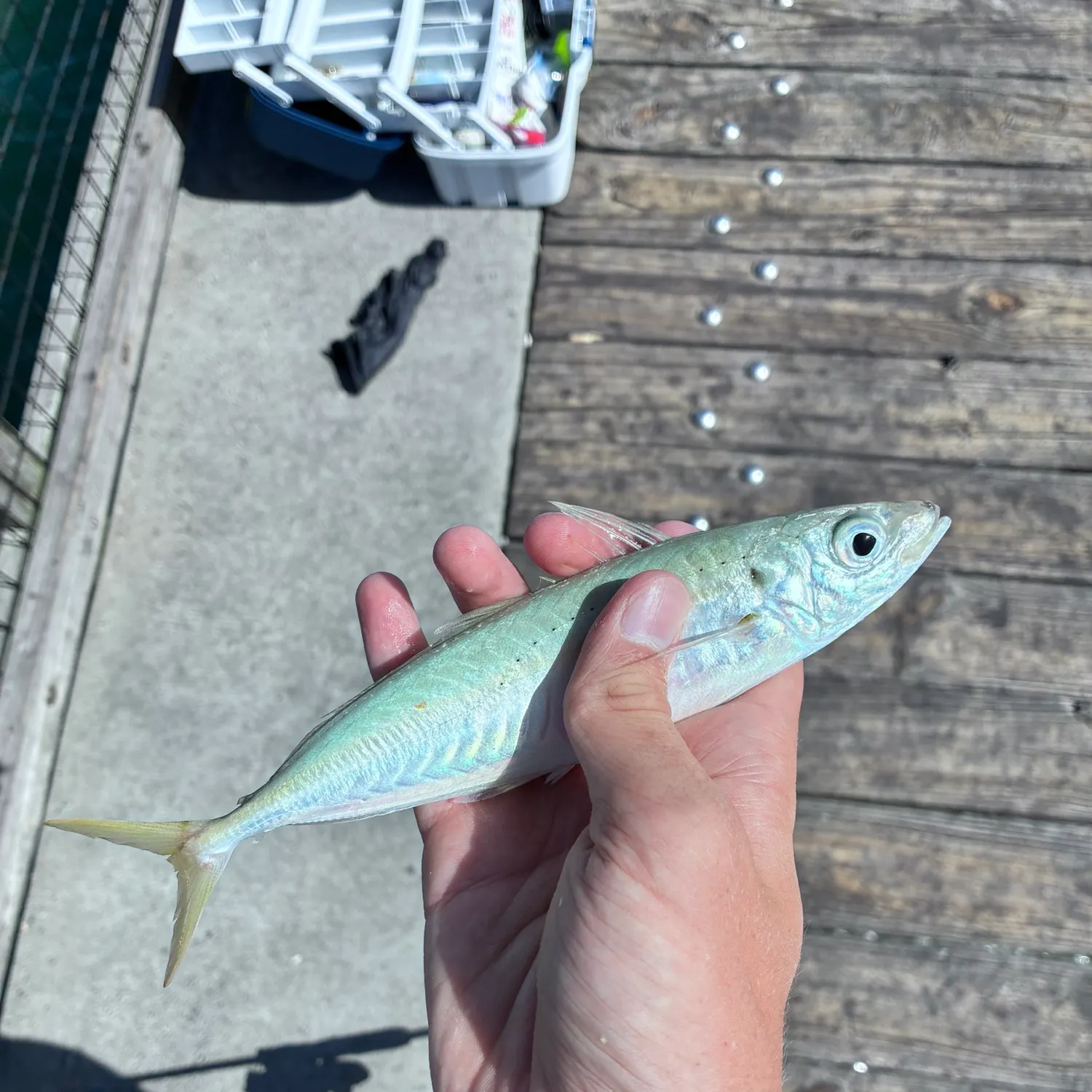 The most recent Round Scad catches on Fishbrain