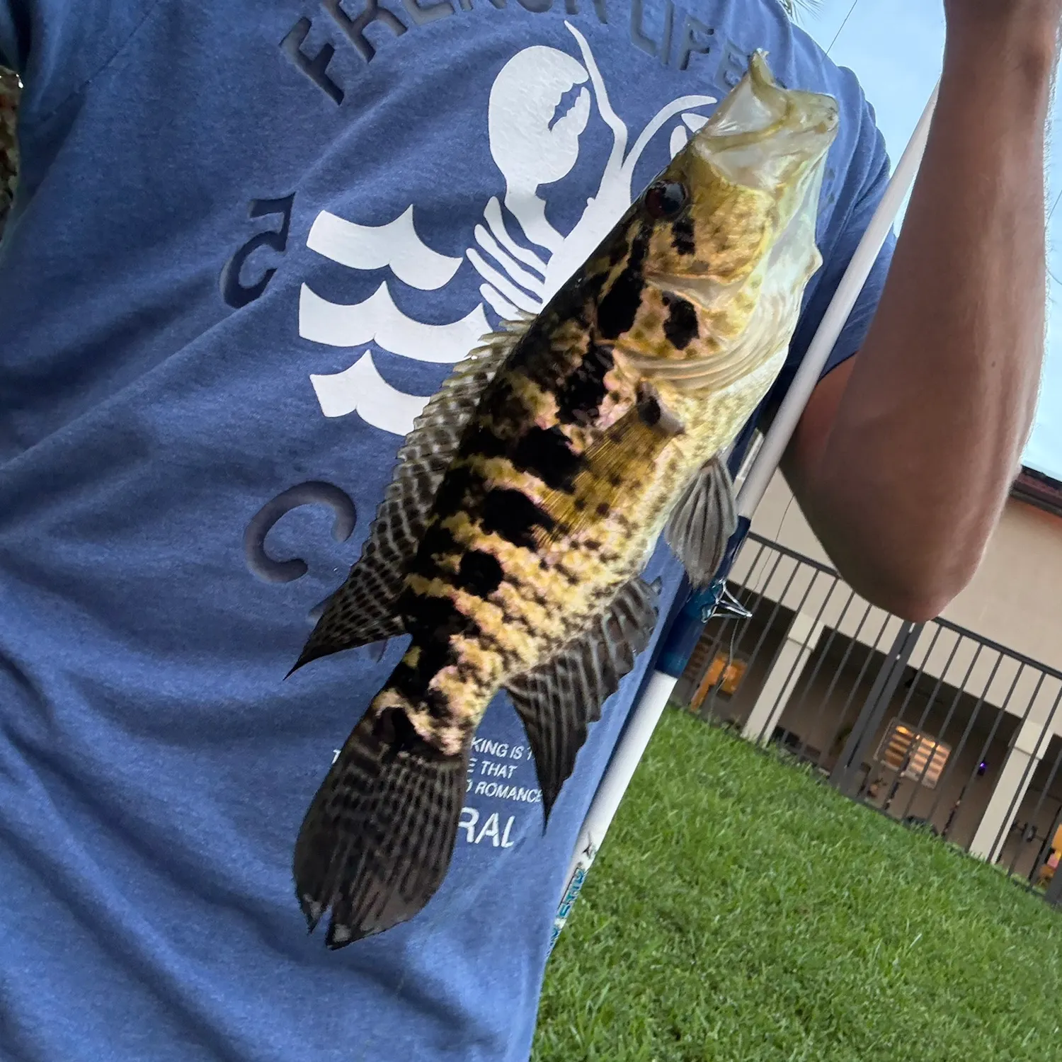 Jaguar cichlid caught on Fishbrain