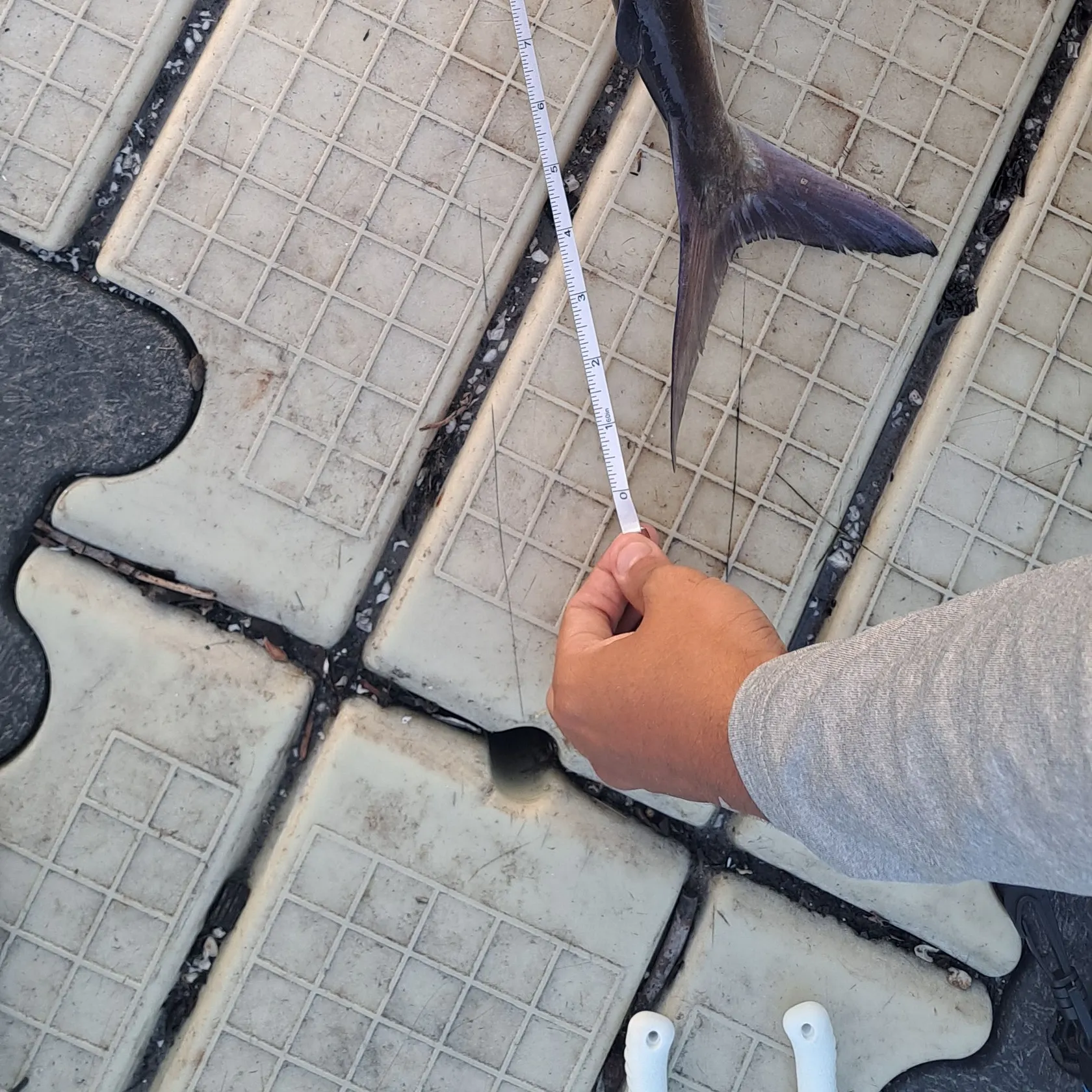 Gafftopsail sea catfish caught on Fishbrain
