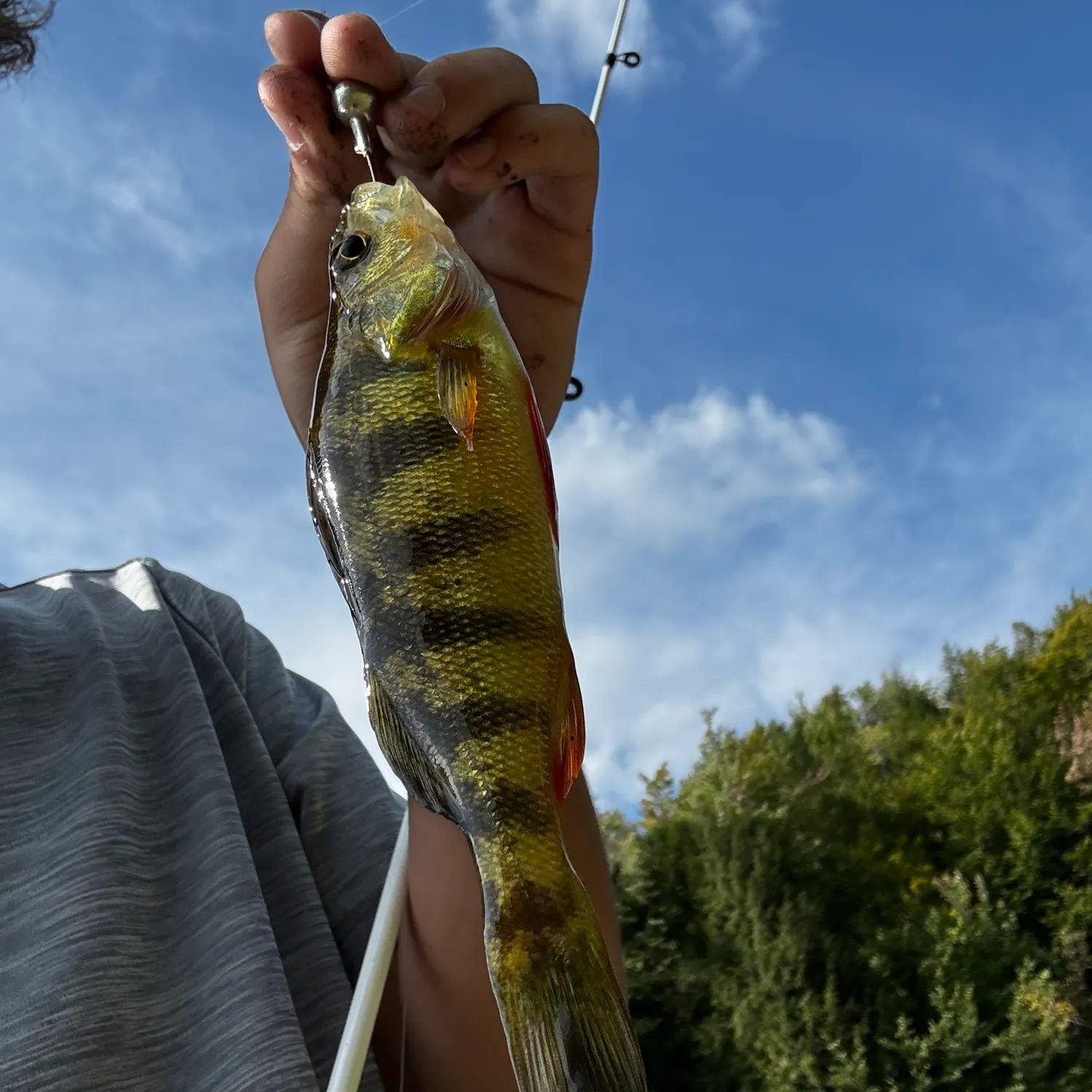 Yellow perch caught on Fishbrain
