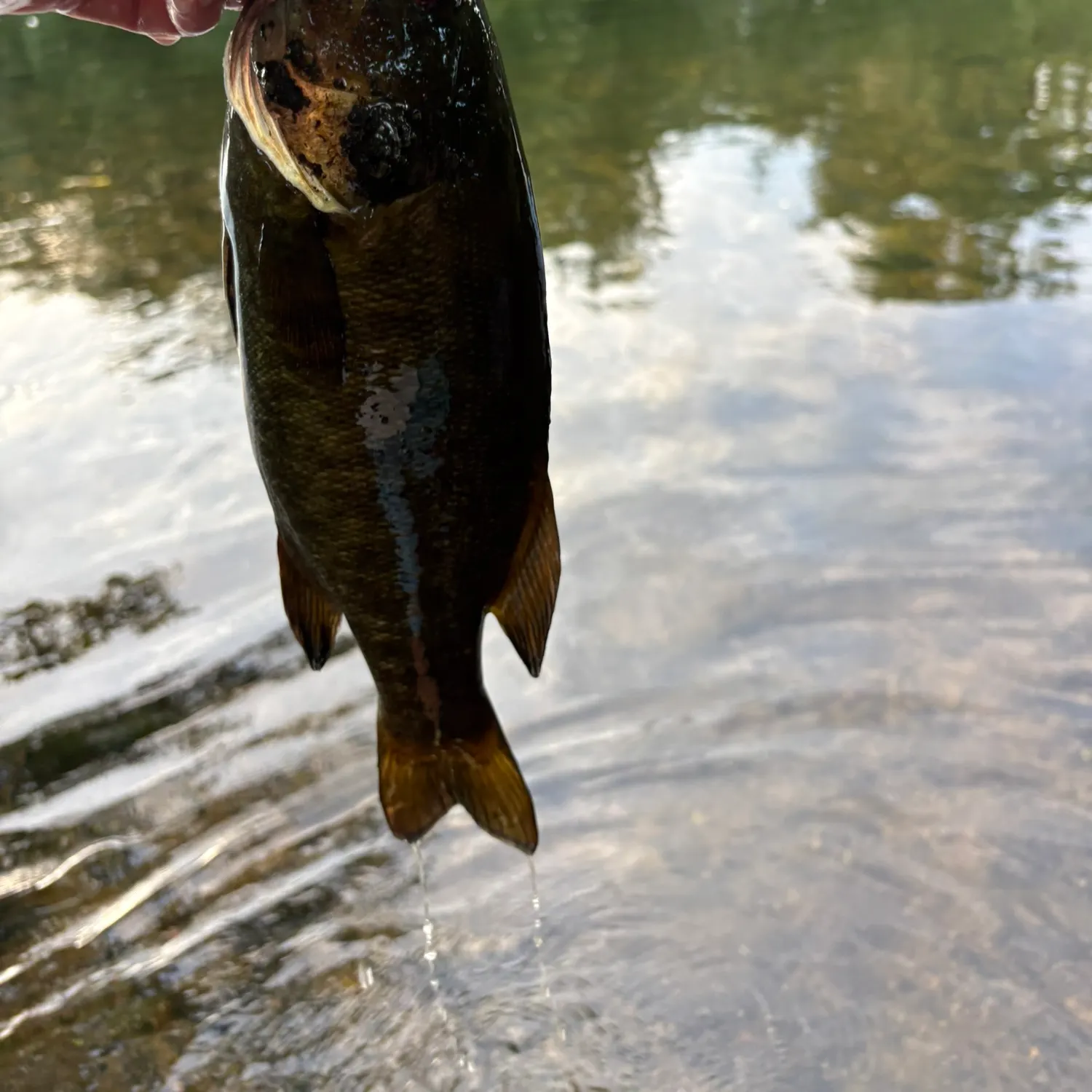 Smallmouth bass caught on Fishbrain