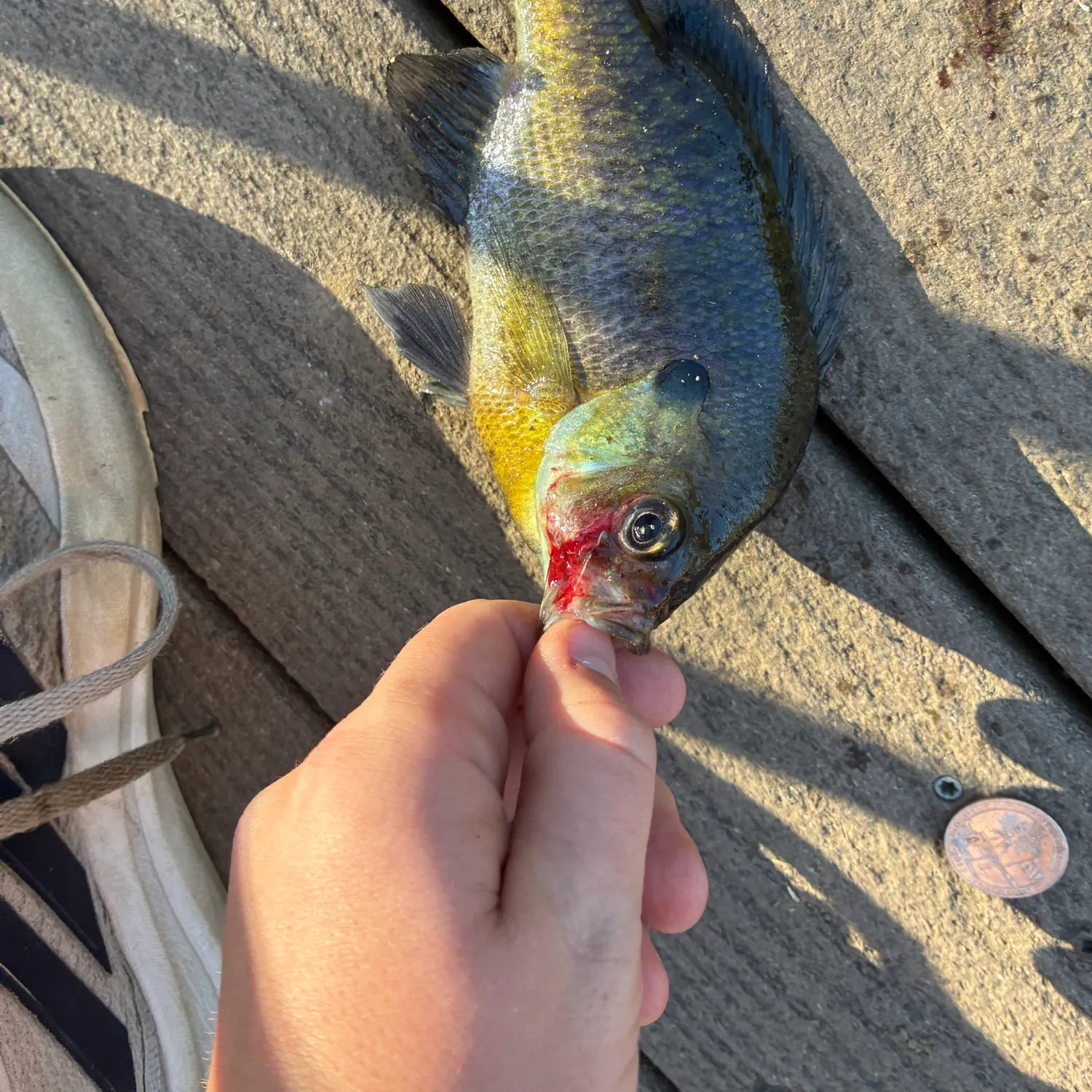 Fish caught on Fishbrain