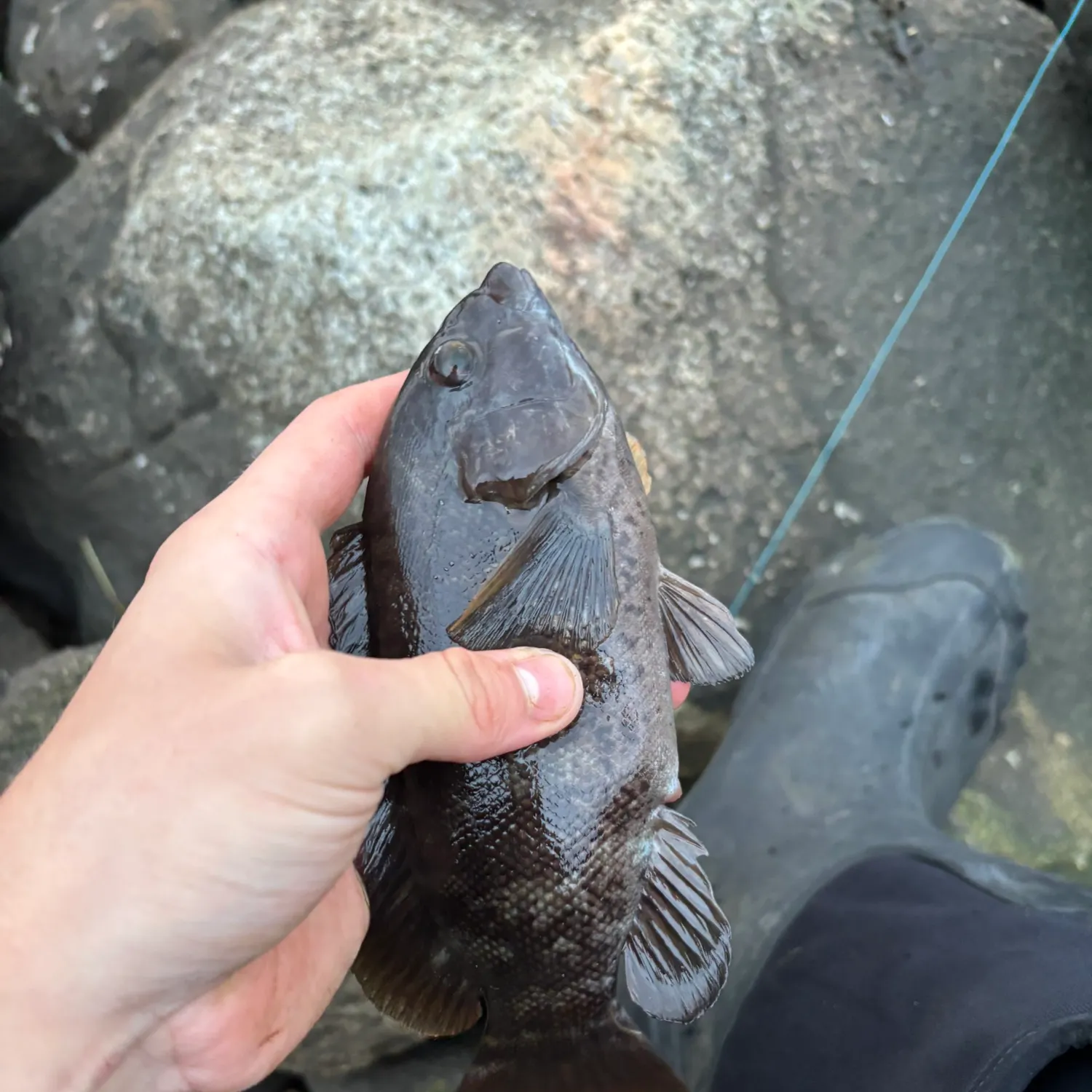 Tautog caught on Fishbrain