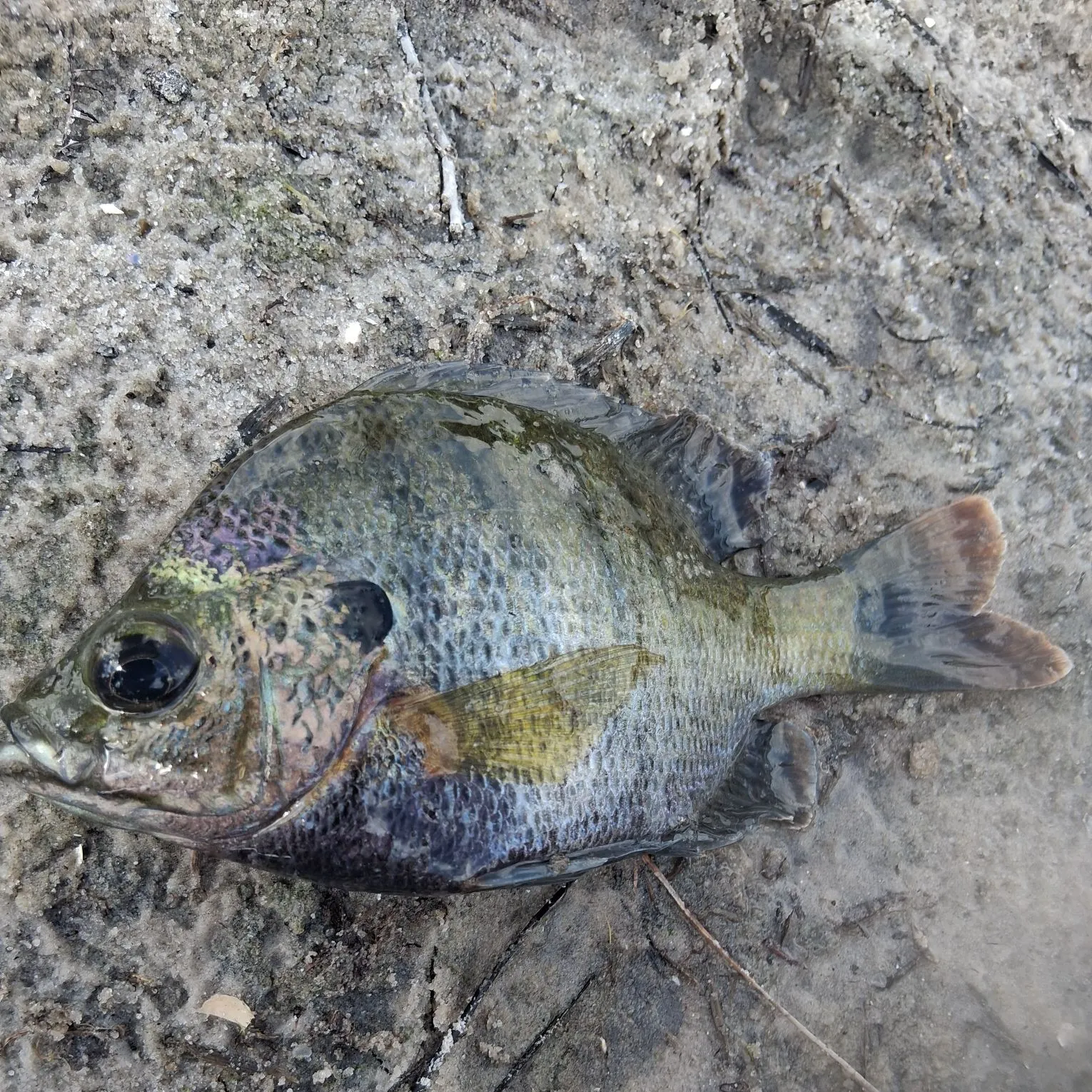Bluegill caught on Fishbrain