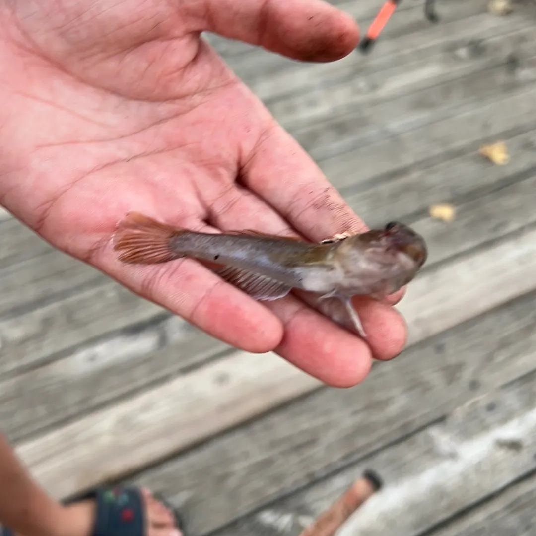 Round goby caught on Fishbrain