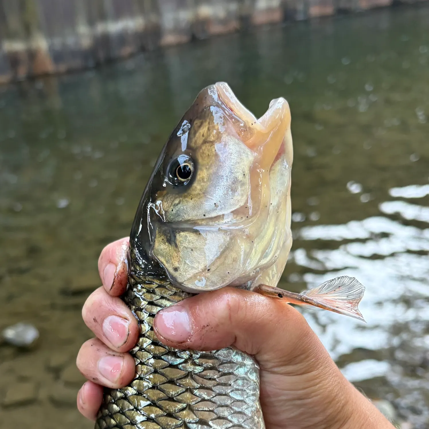 Fallfish caught on Fishbrain