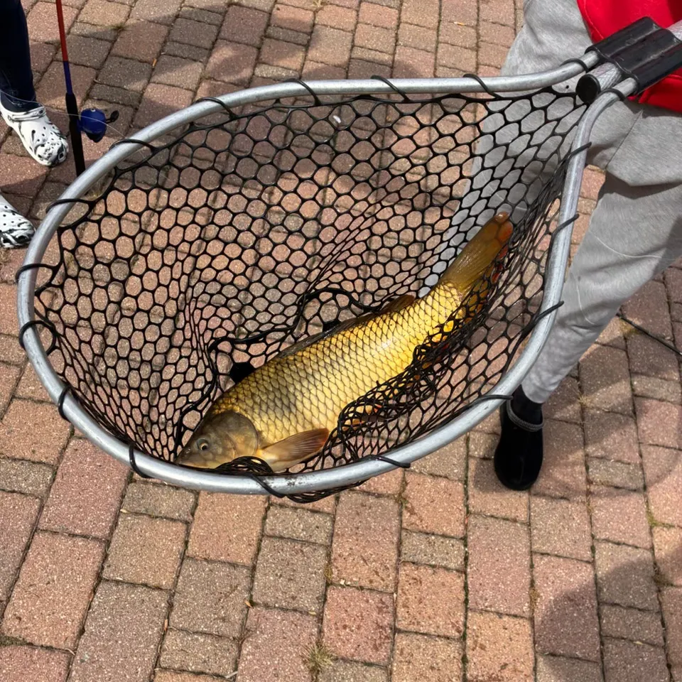 Common carp caught on Fishbrain