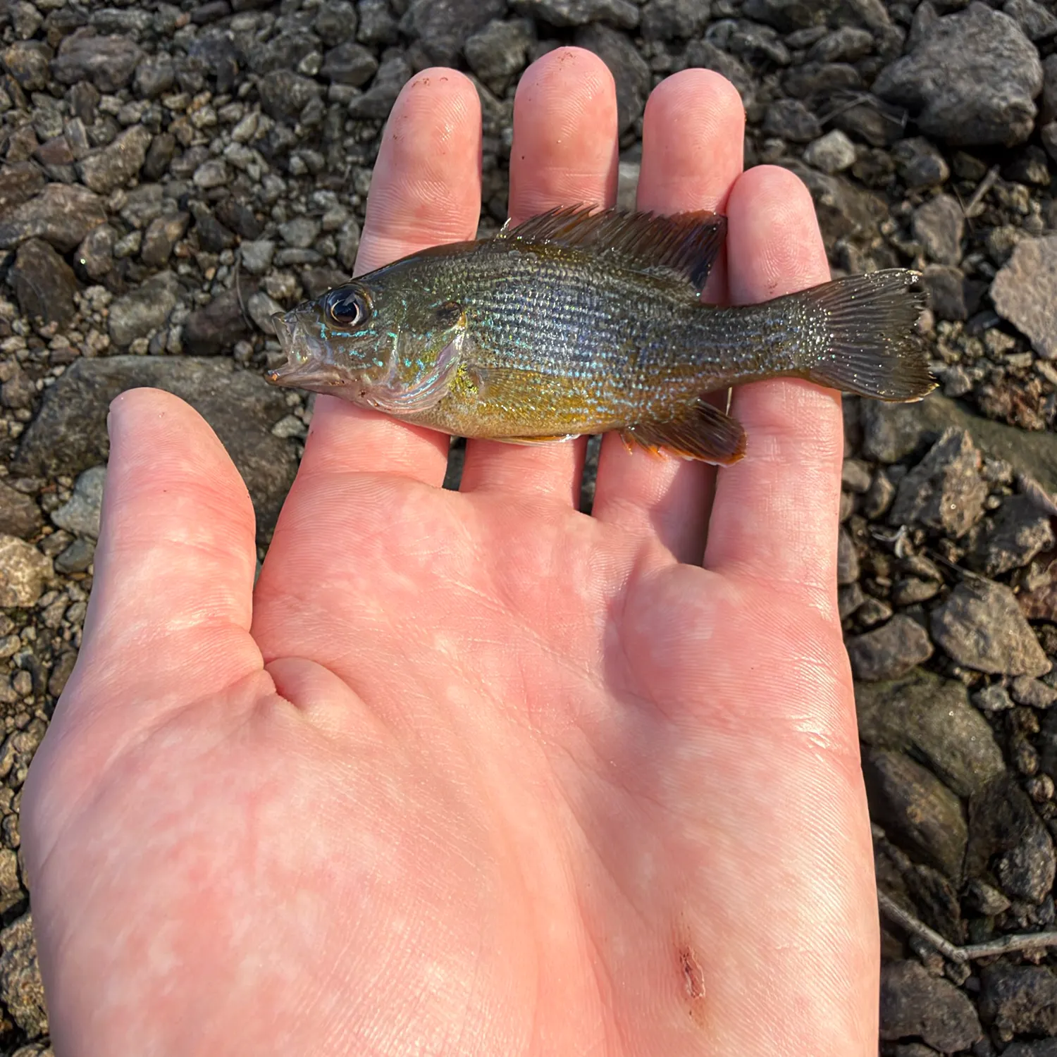 Green sunfish caught on Fishbrain