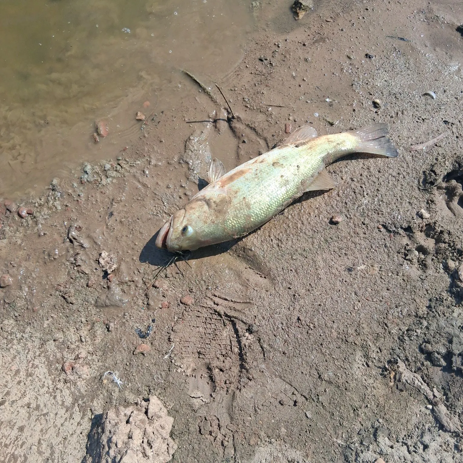 Bigmouth buffalo caught on Fishbrain