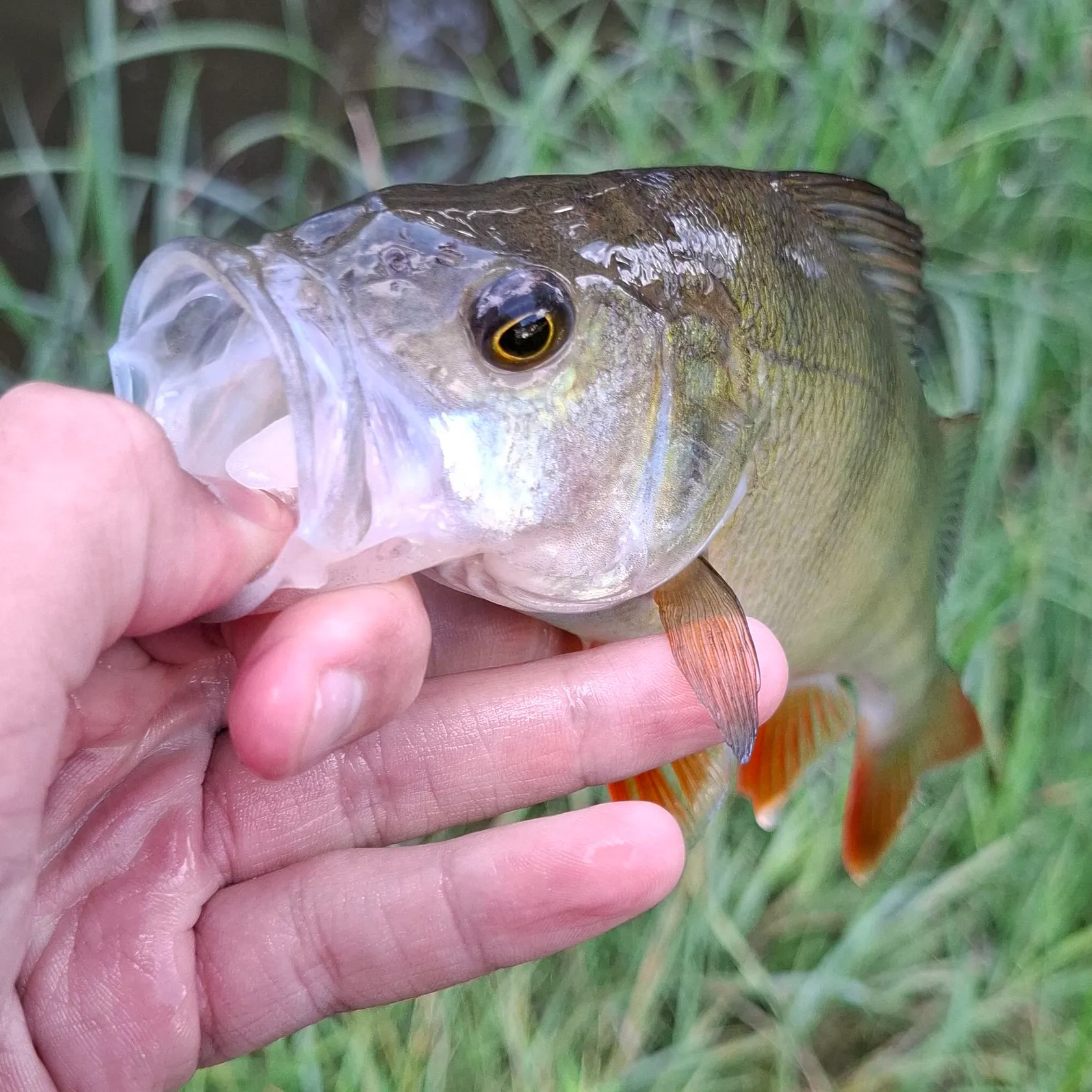 European perch caught on Fishbrain