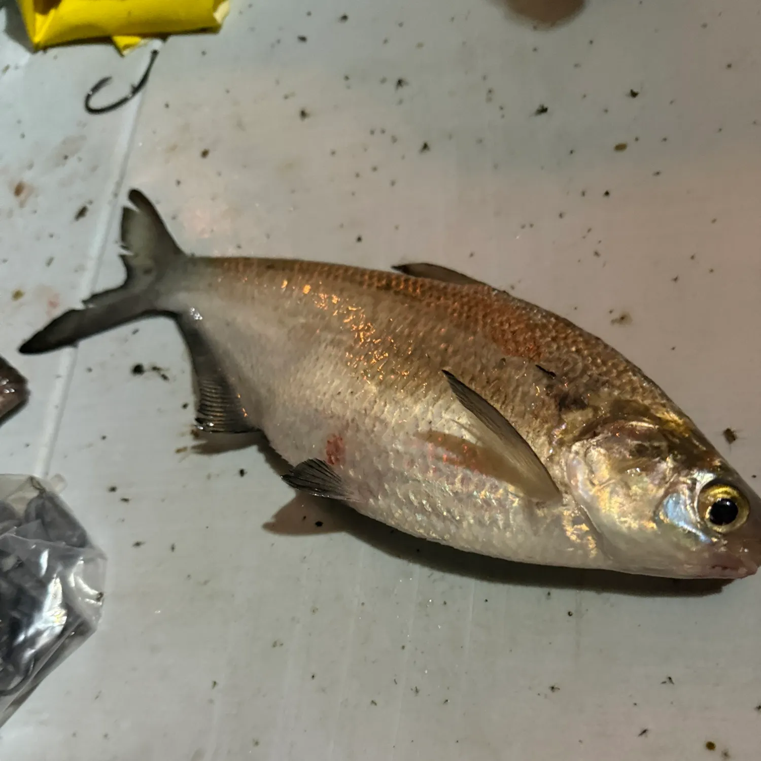 The most recent American gizzard shad catches on Fishbrain