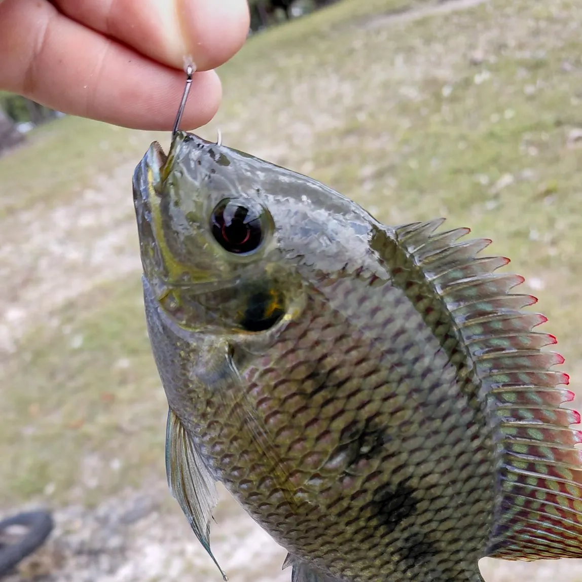 The most recent Spotted tilapia catches on Fishbrain