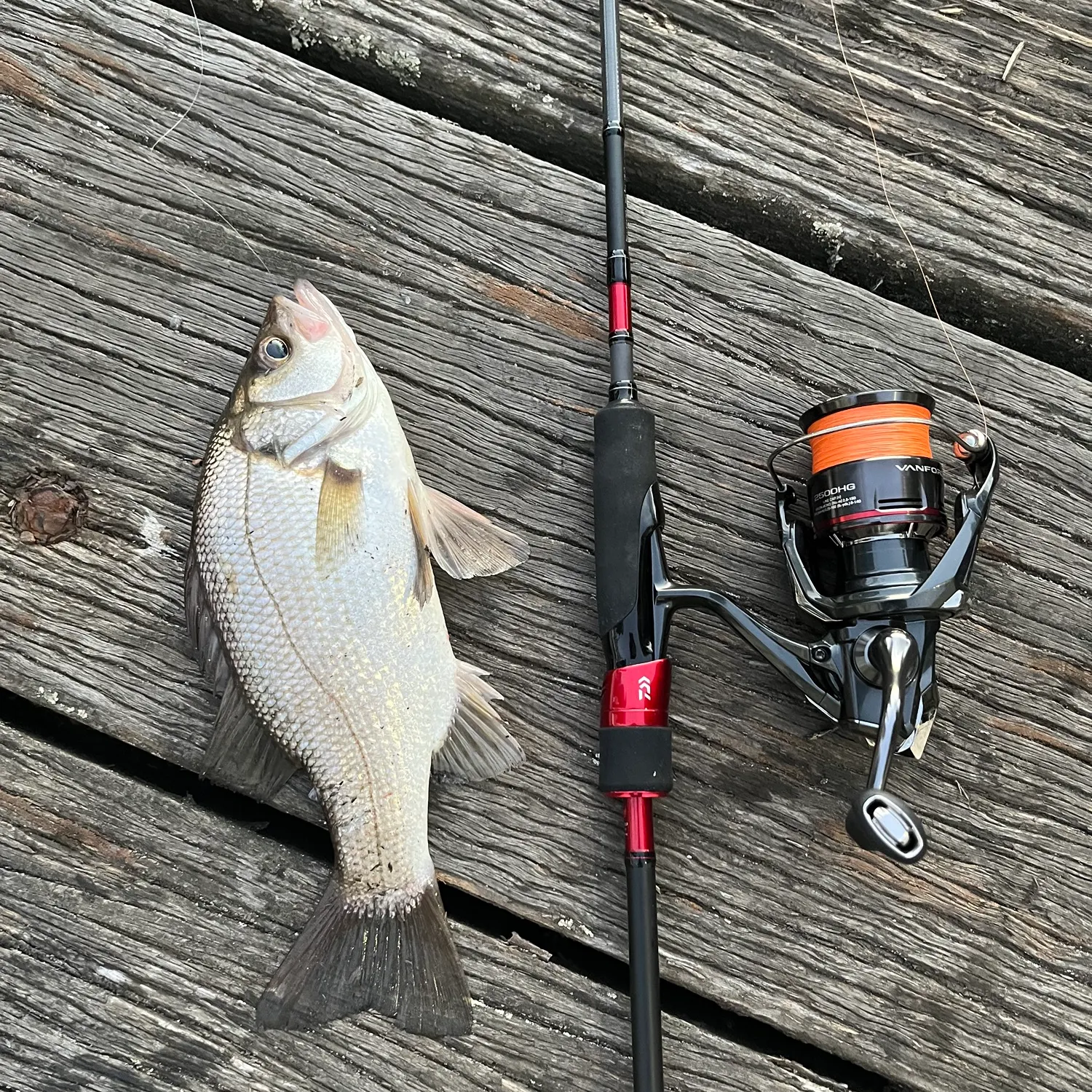 The most recent Estuary perch catches on Fishbrain